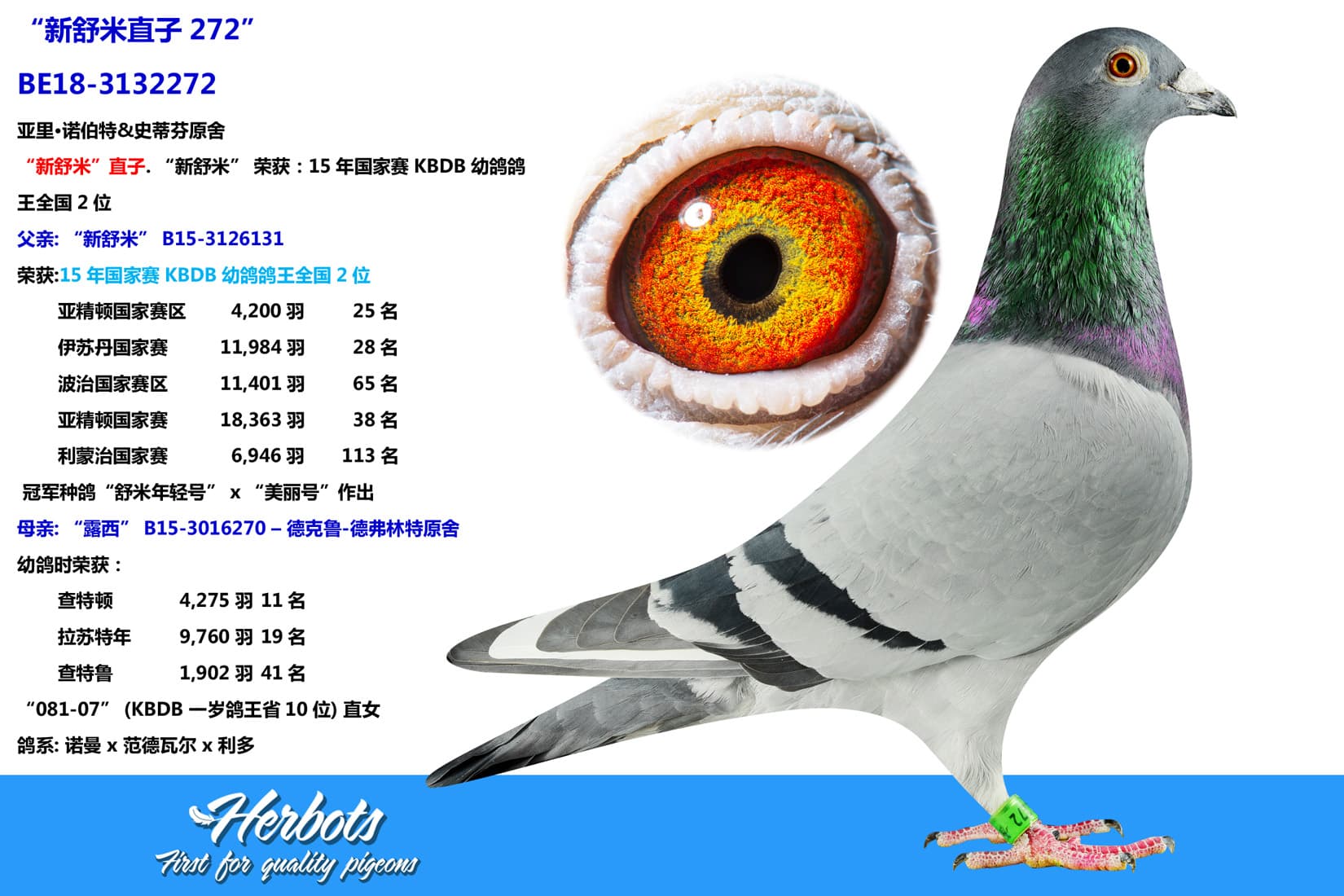 pigeon: “新舒米直子272”