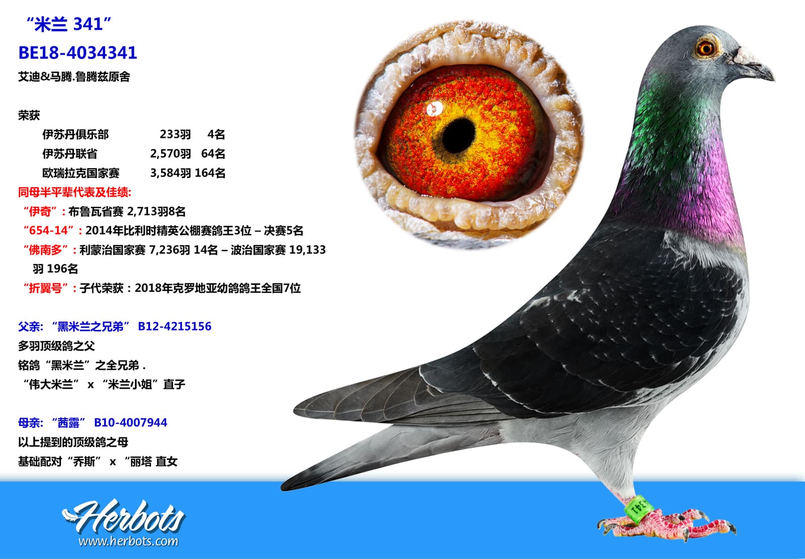 pigeon: “米兰 341”