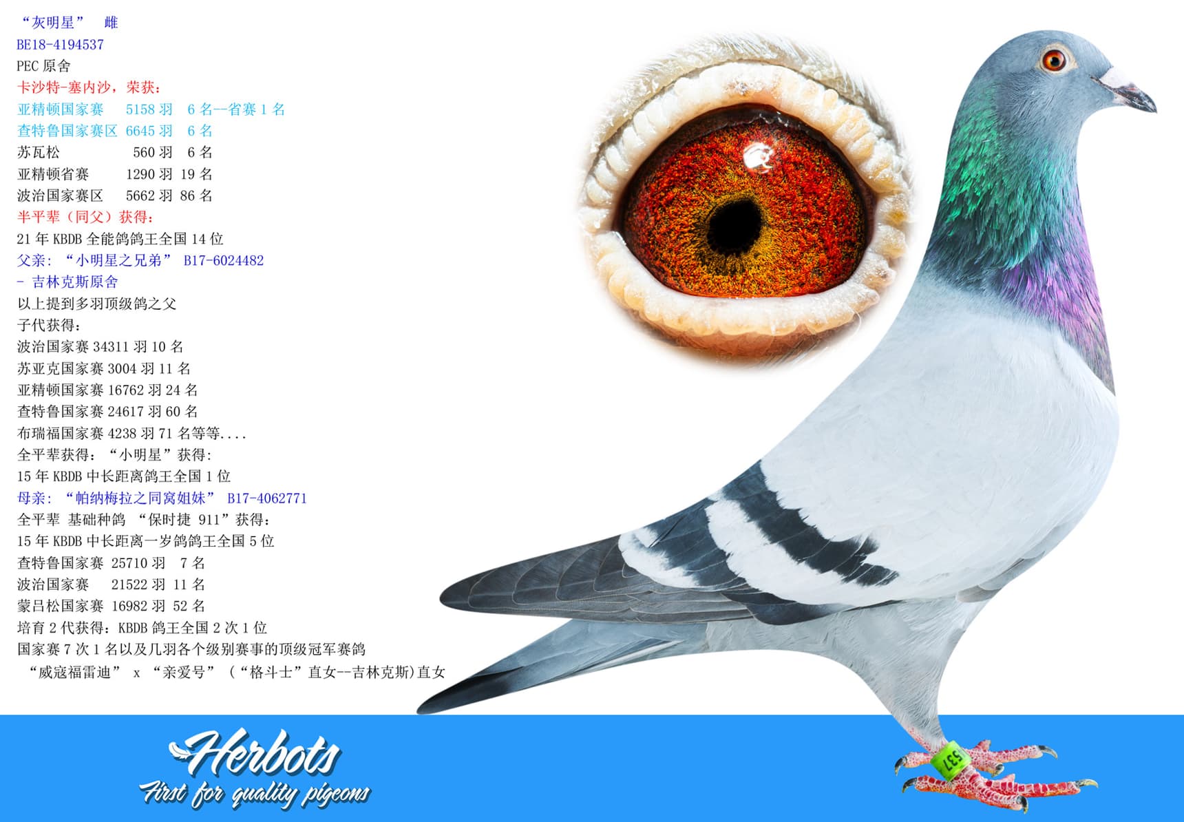 pigeon: undefined