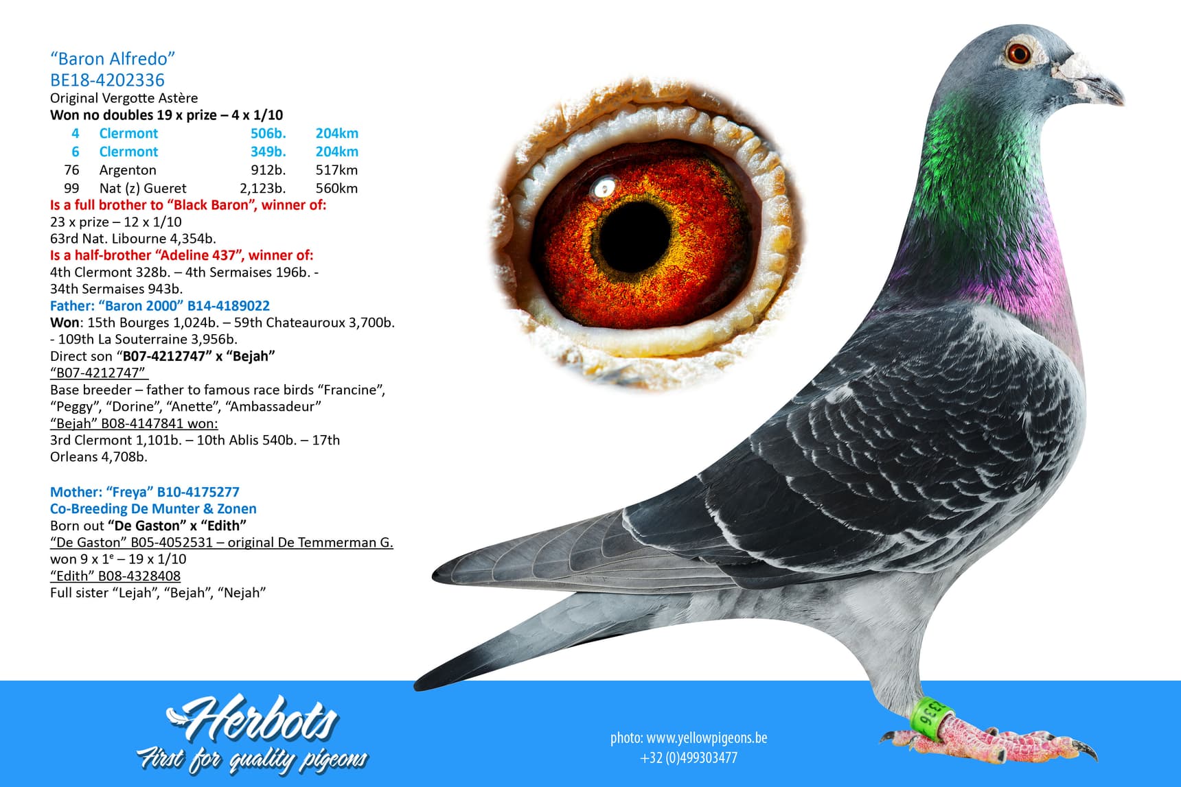 pigeon: undefined