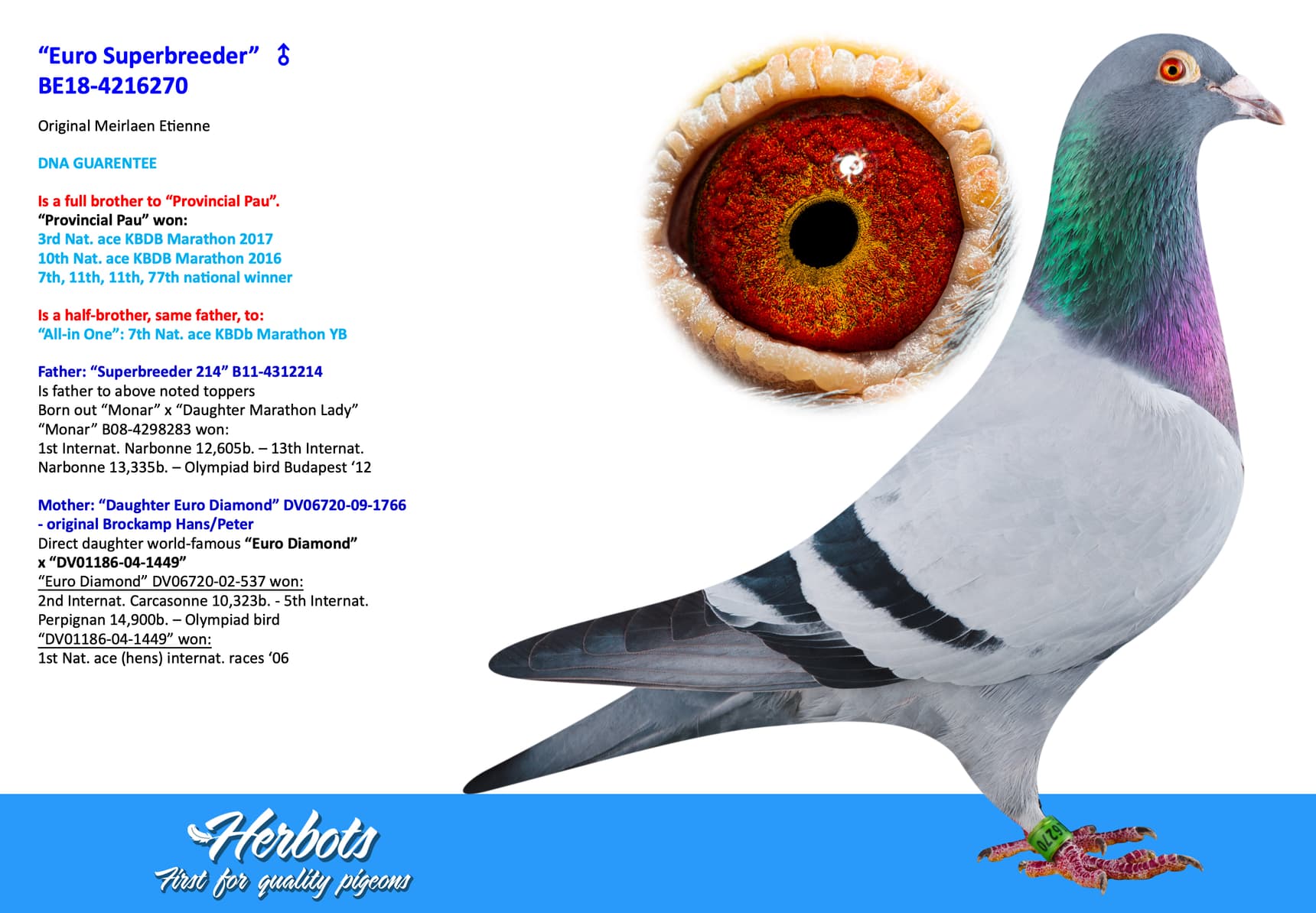 pigeon: “Euro Superbreeder”