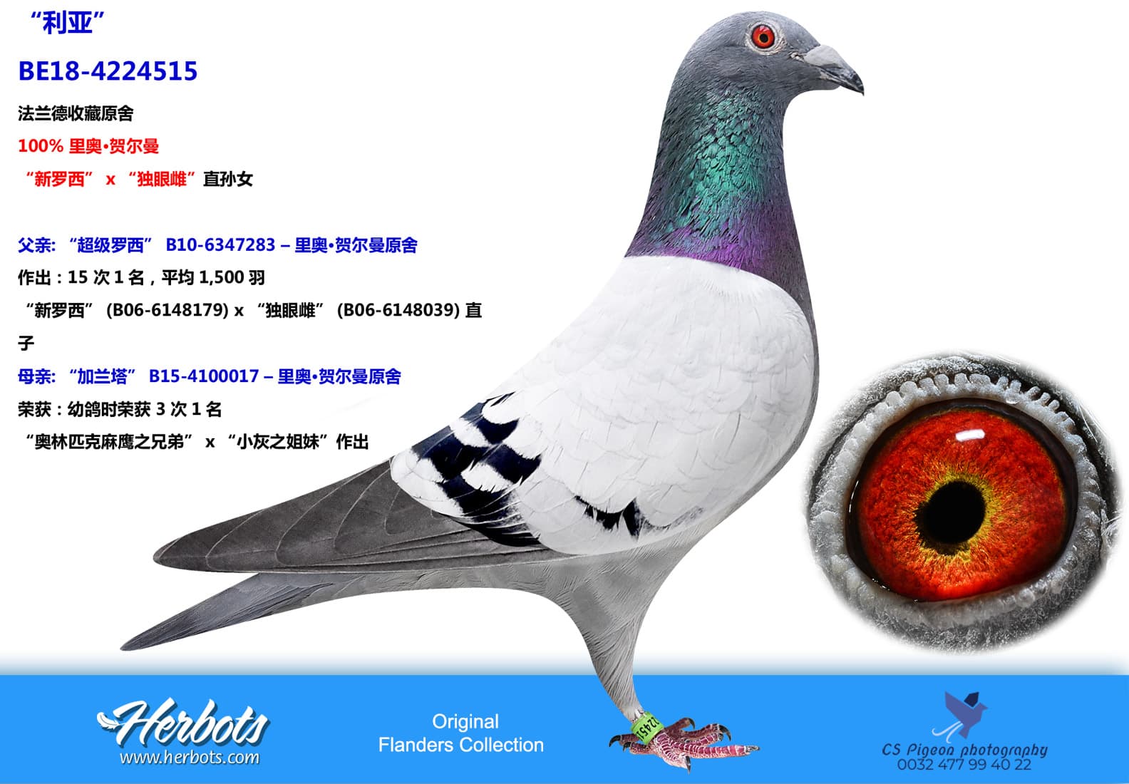 pigeon: undefined