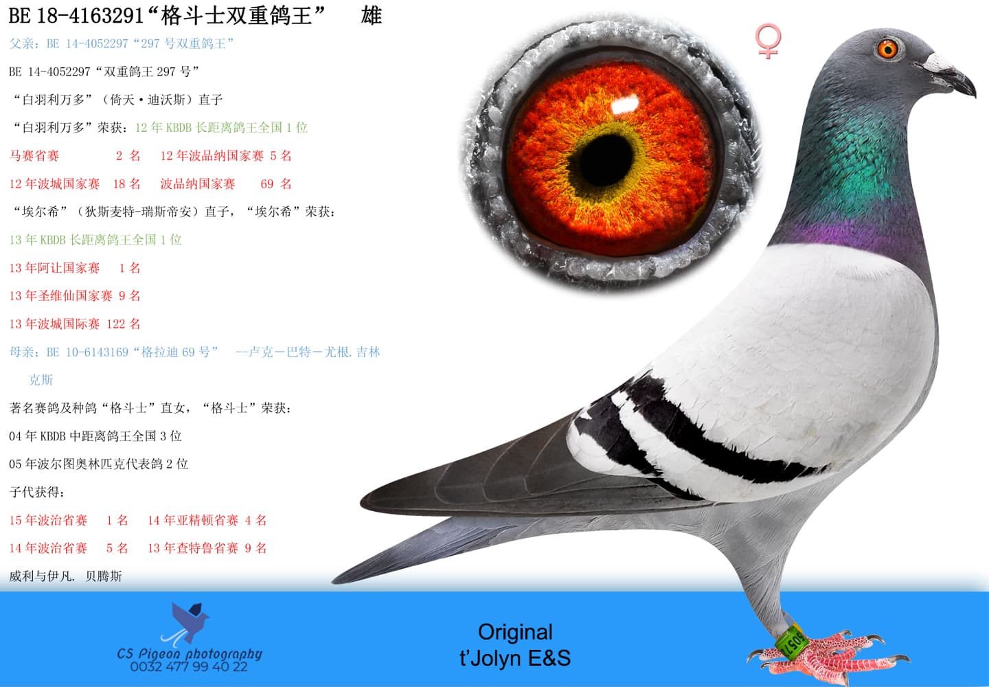 pigeon: undefined