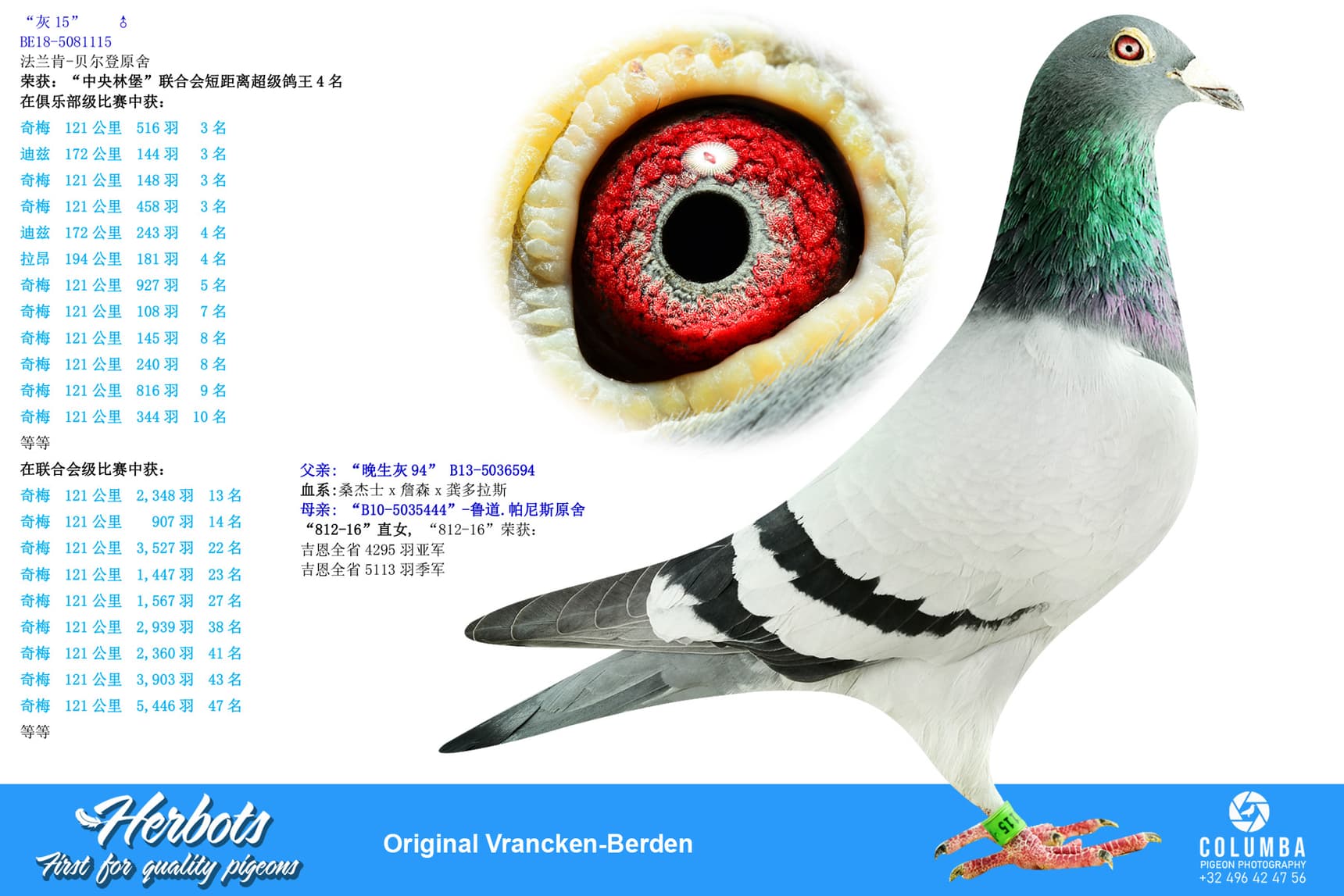 pigeon: “灰15”