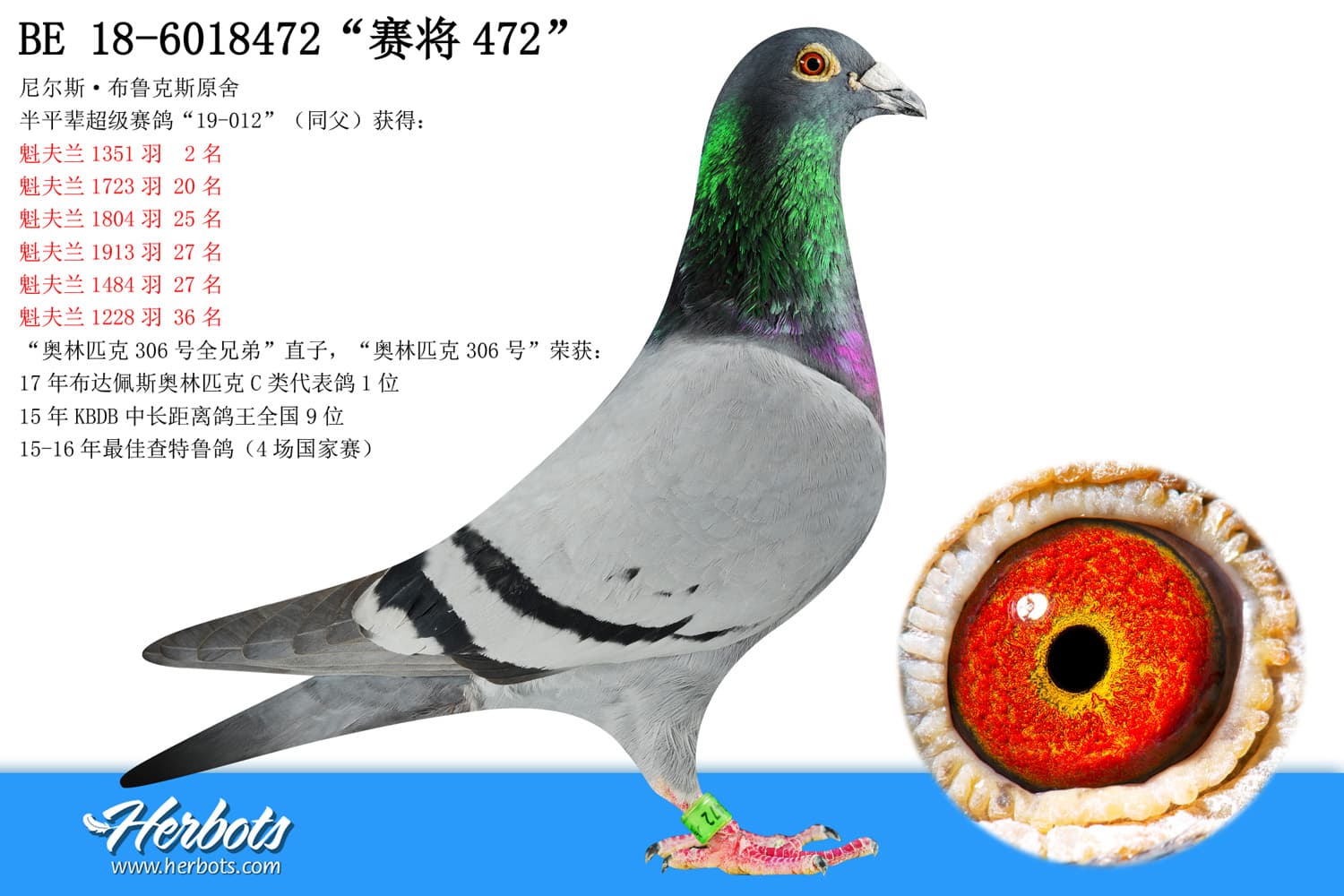 pigeon: undefined