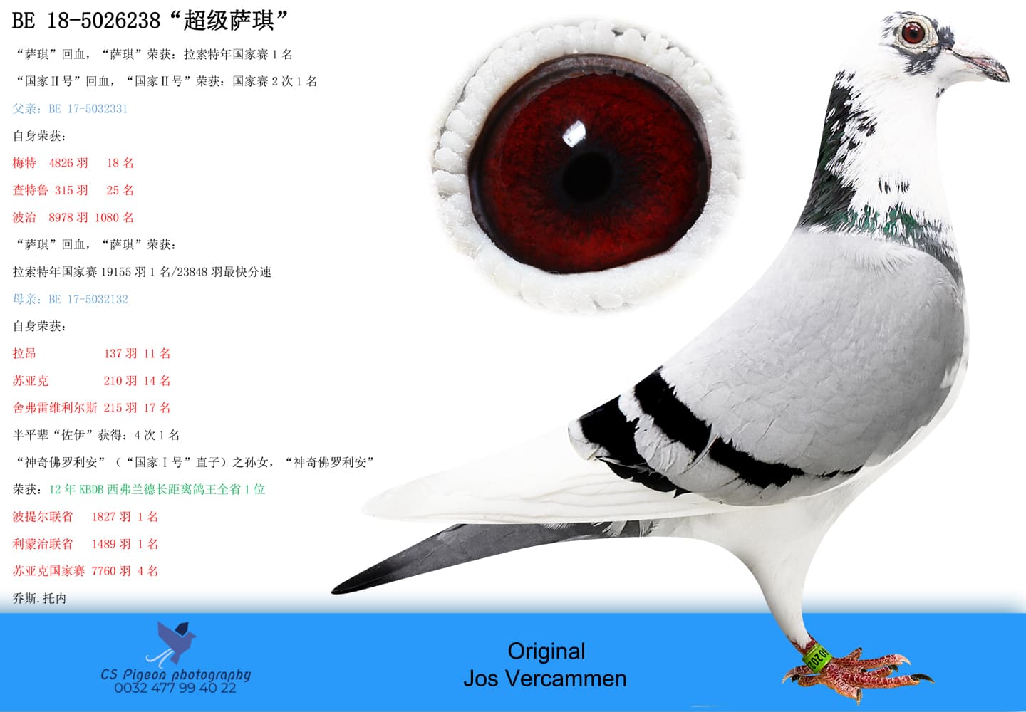 pigeon: undefined