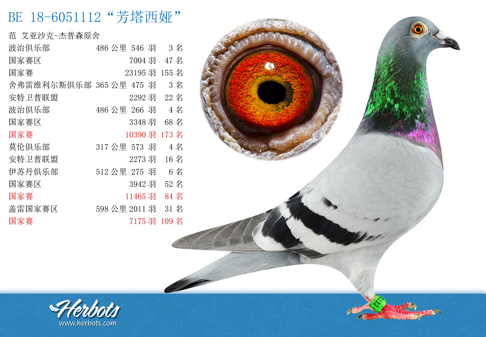 pigeon: “芳塔西娅”