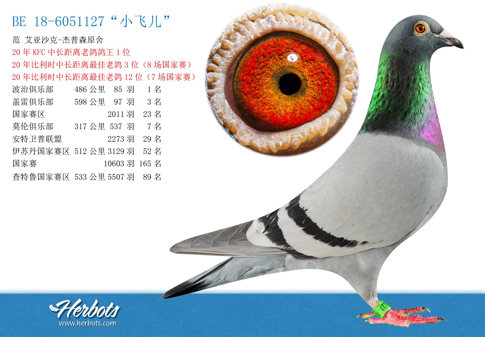 pigeon: “小飞儿”