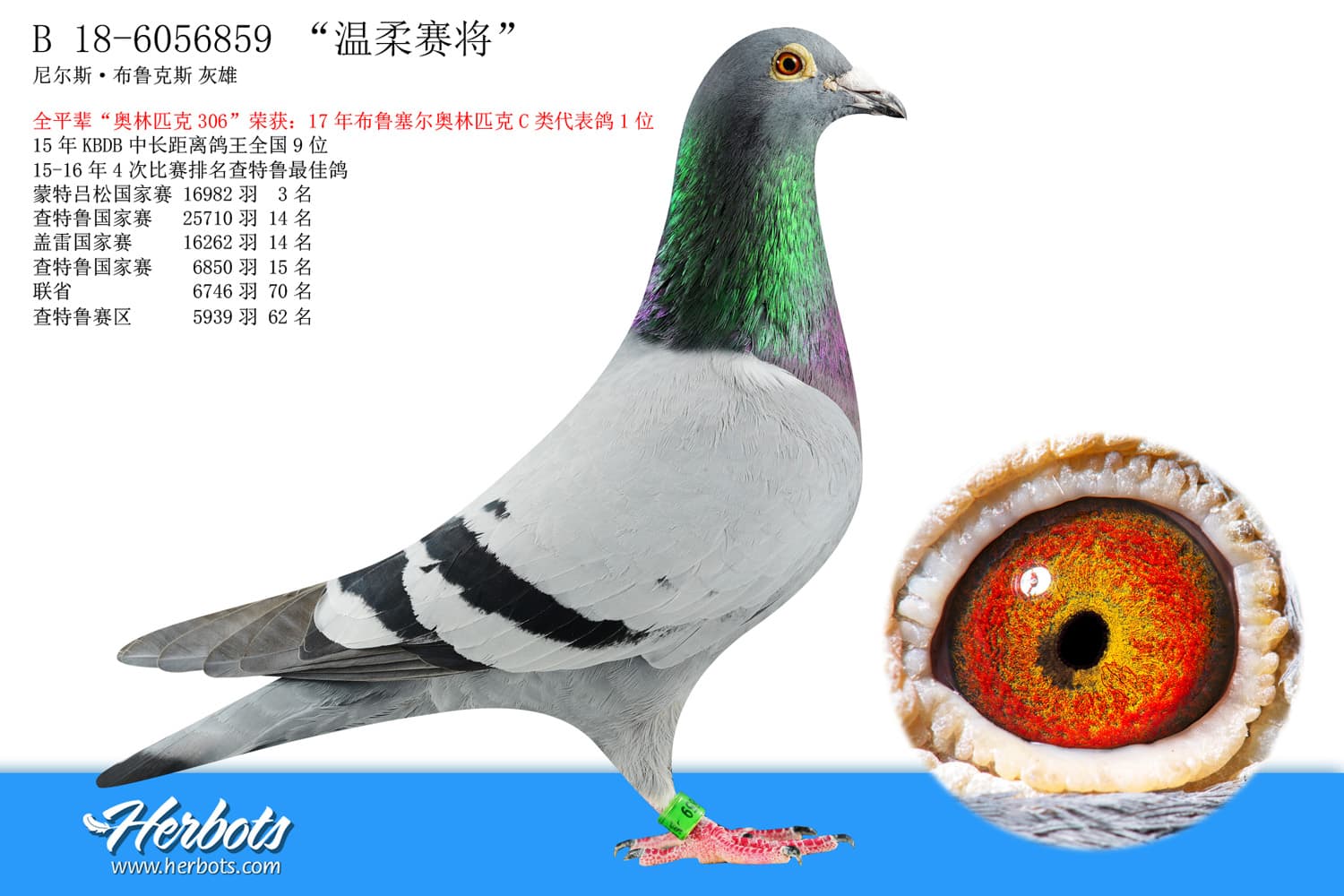 pigeon: undefined