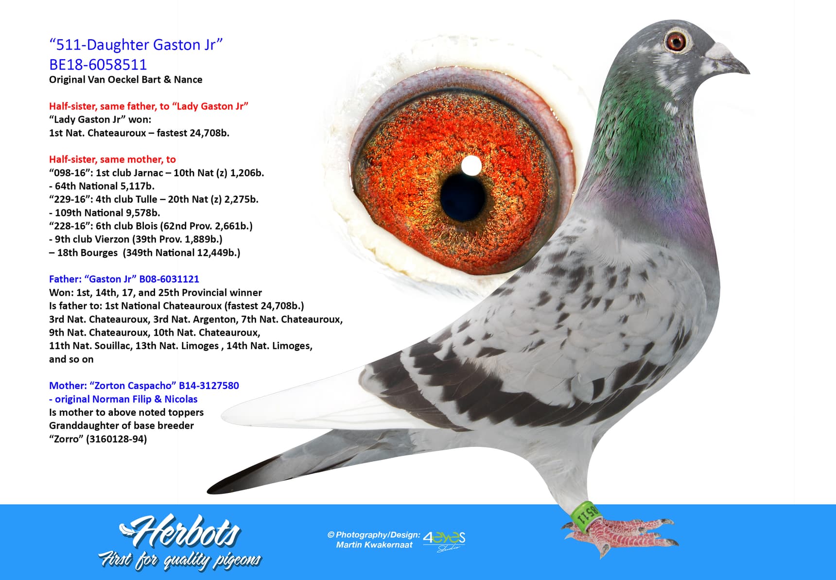 pigeon: undefined