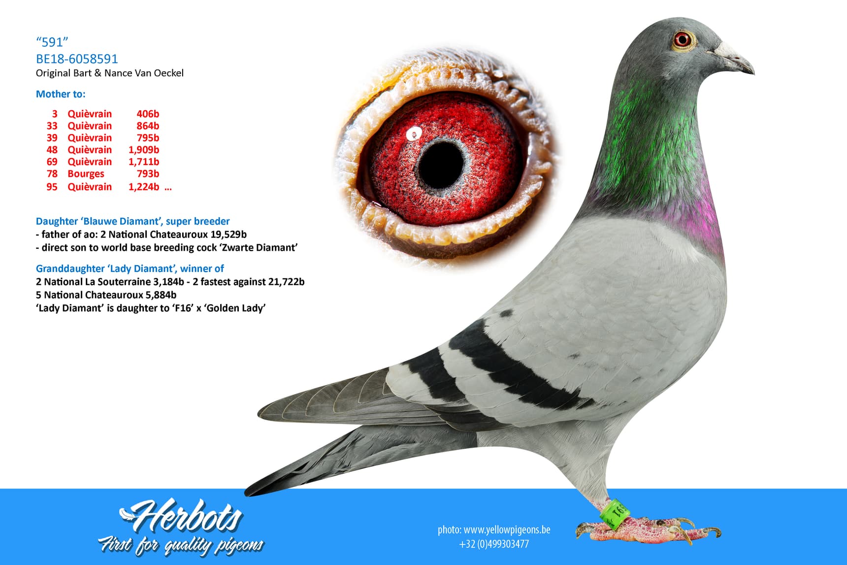 pigeon: undefined