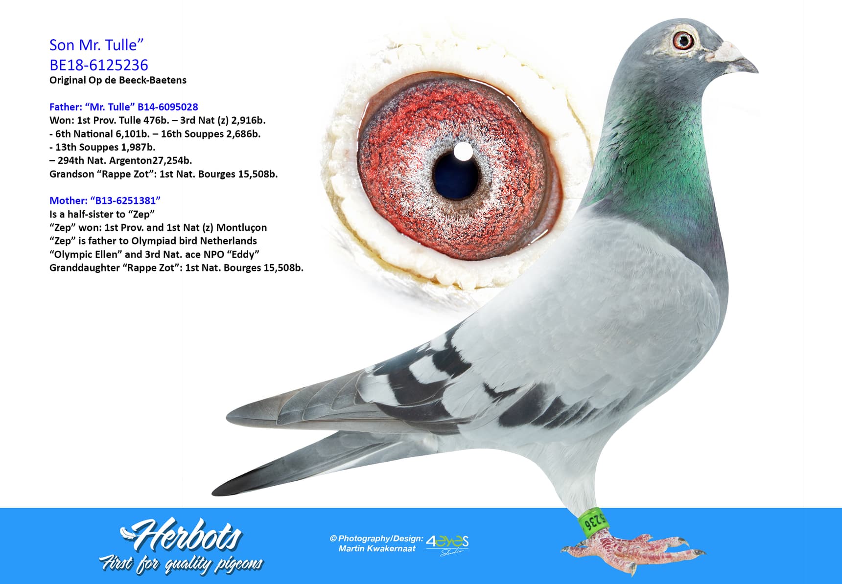 pigeon: “Son Mr. Tulle”