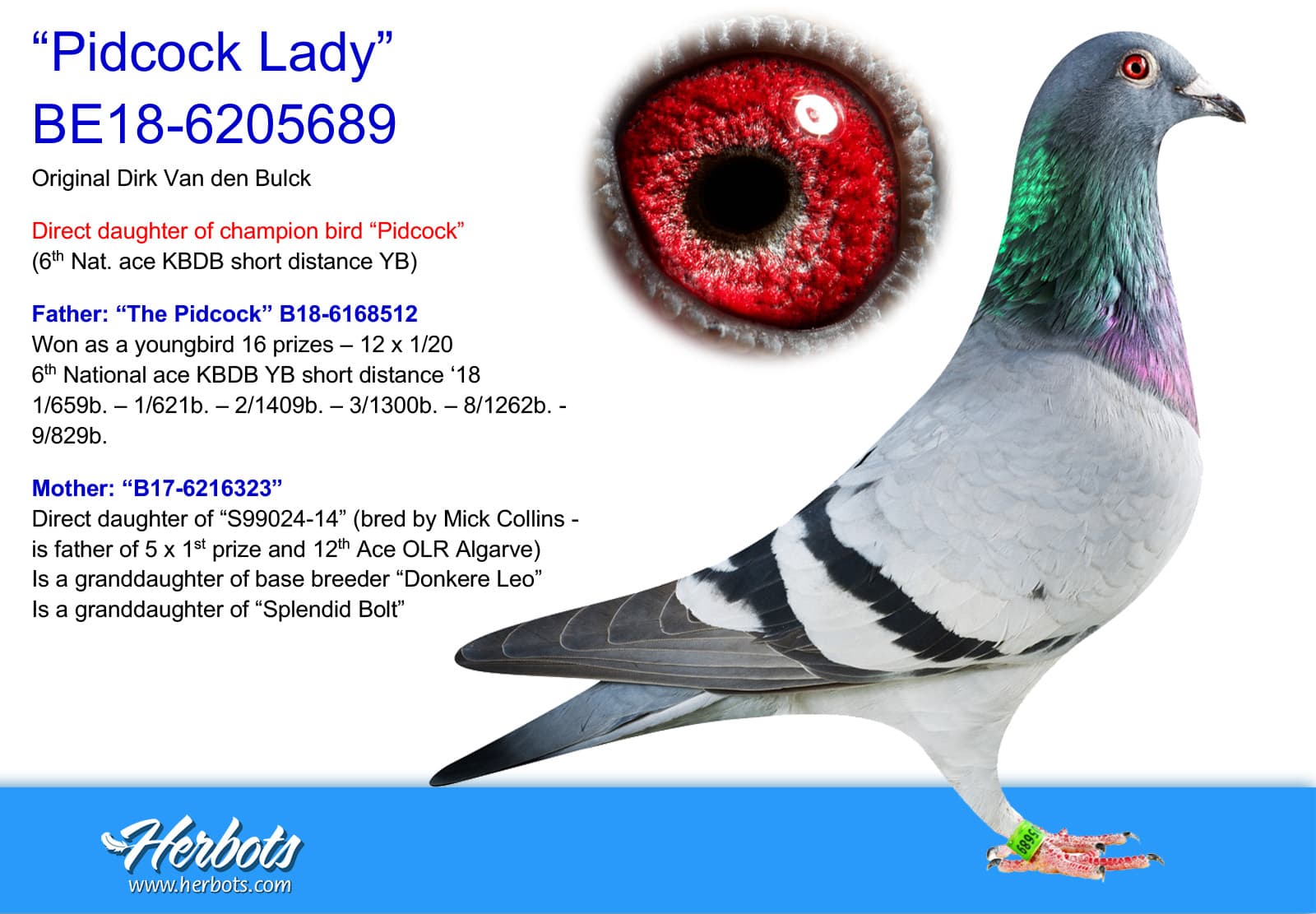 pigeon: undefined