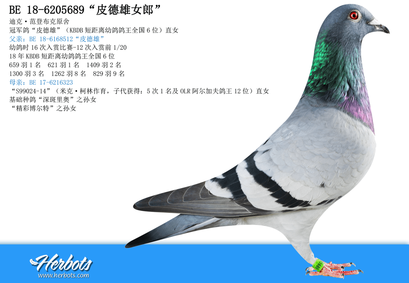 pigeon: “皮多克女郎”