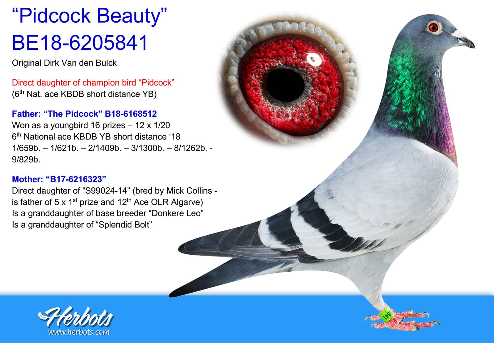 pigeon: “Pidcock Beauty”