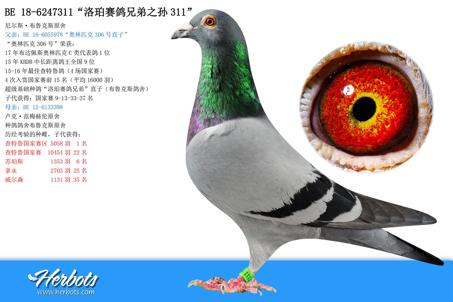 pigeon: “洛珀赛鸽兄弟之孙311”