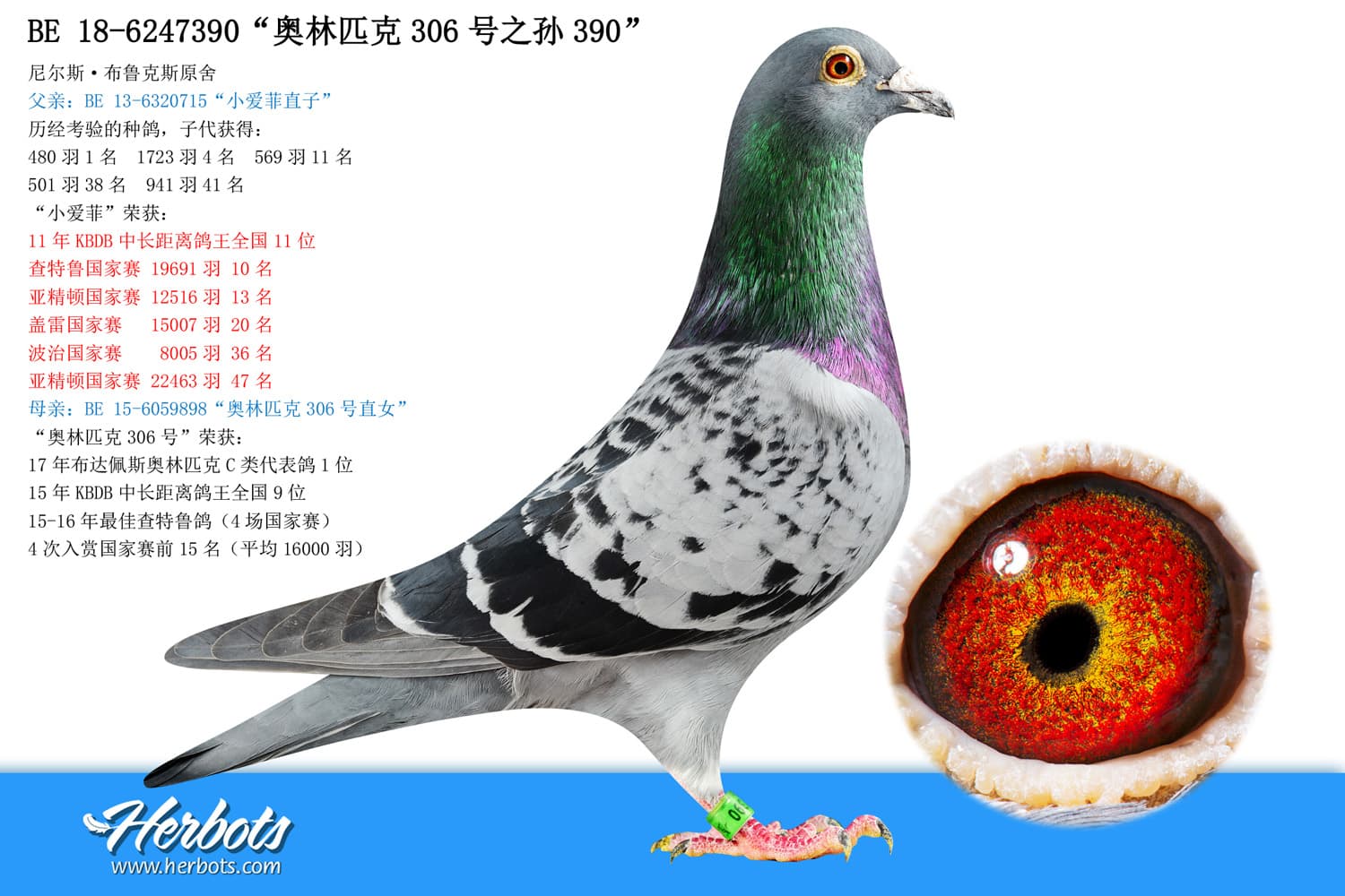 pigeon: undefined