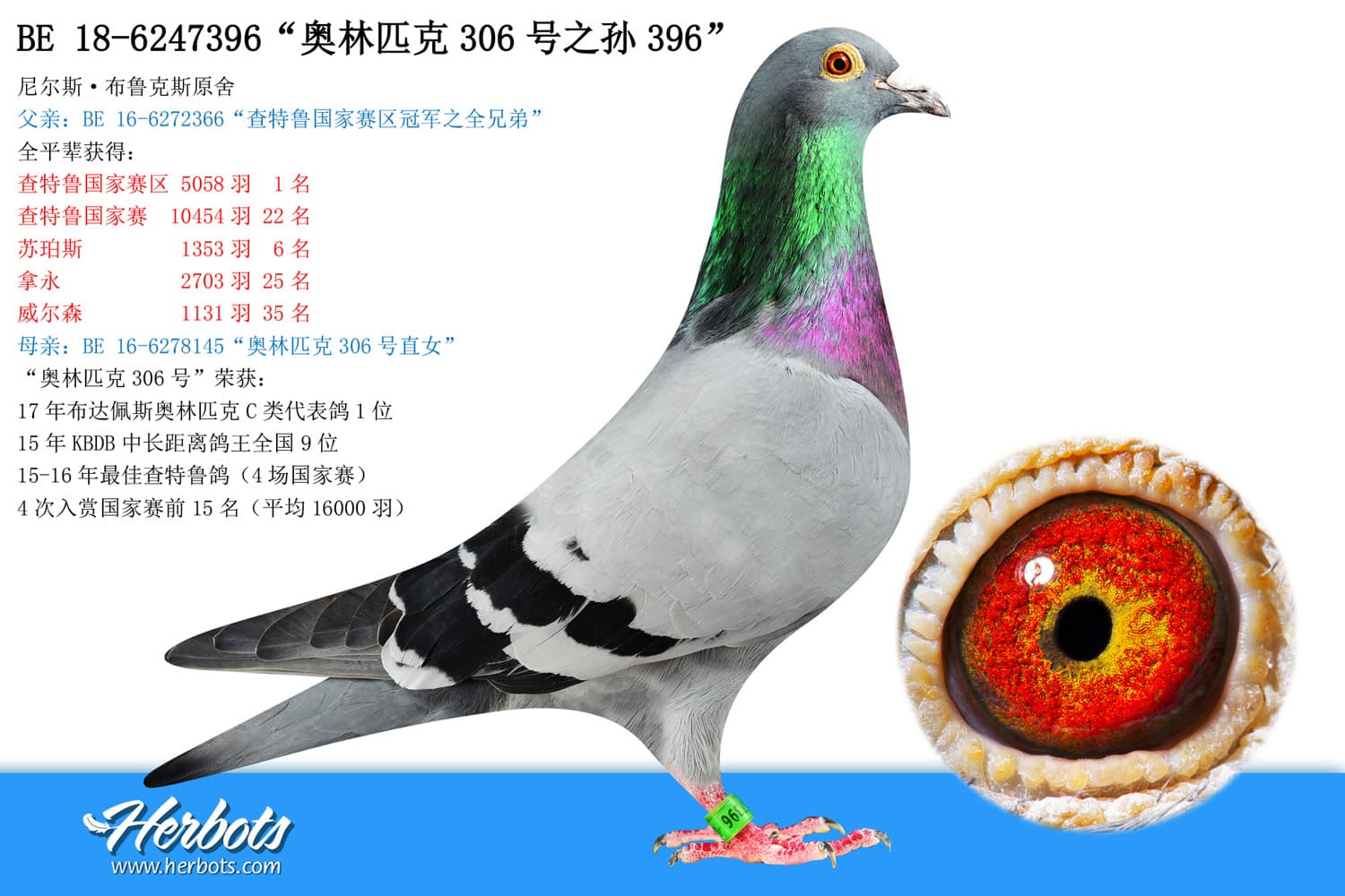 pigeon: undefined