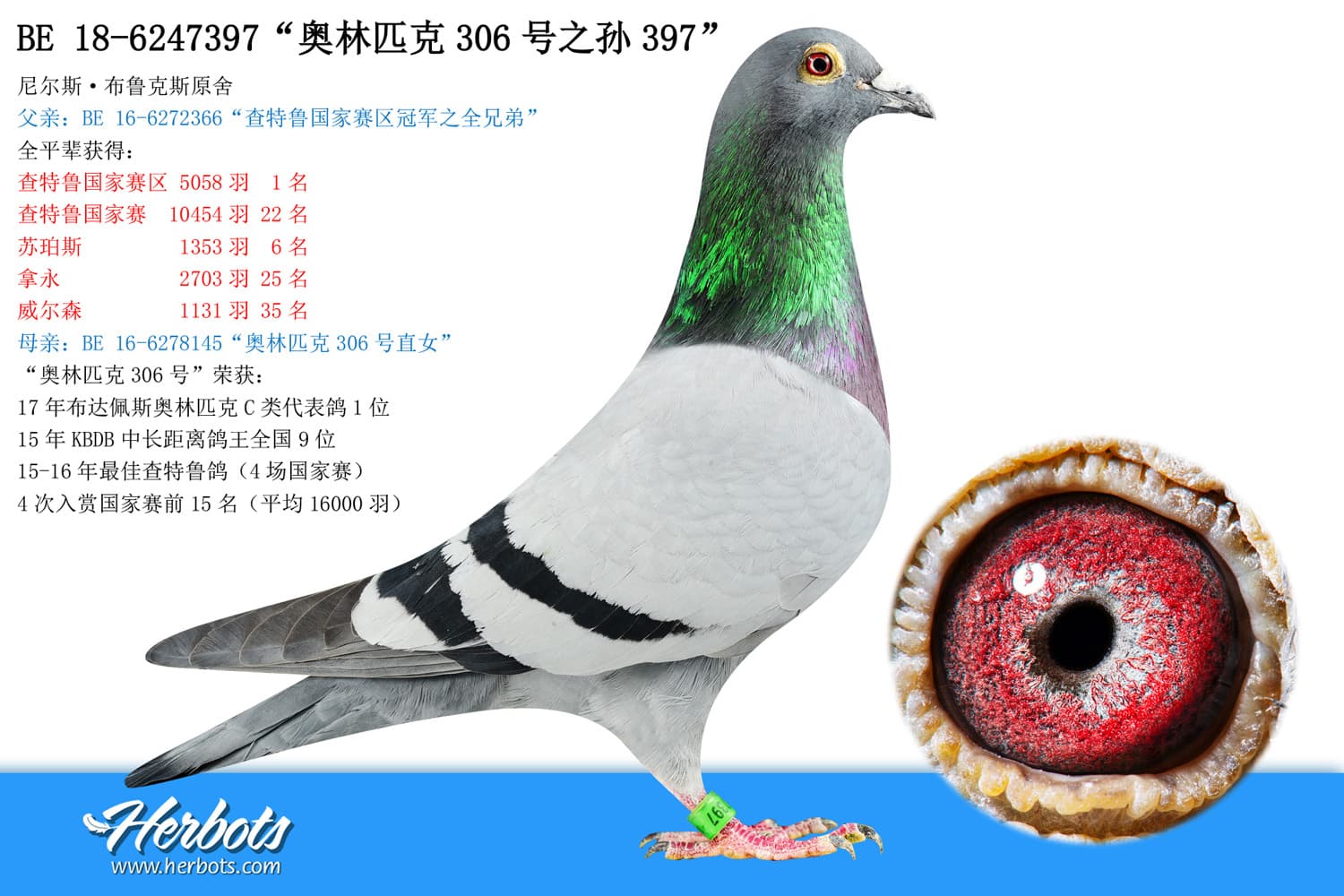 pigeon: undefined