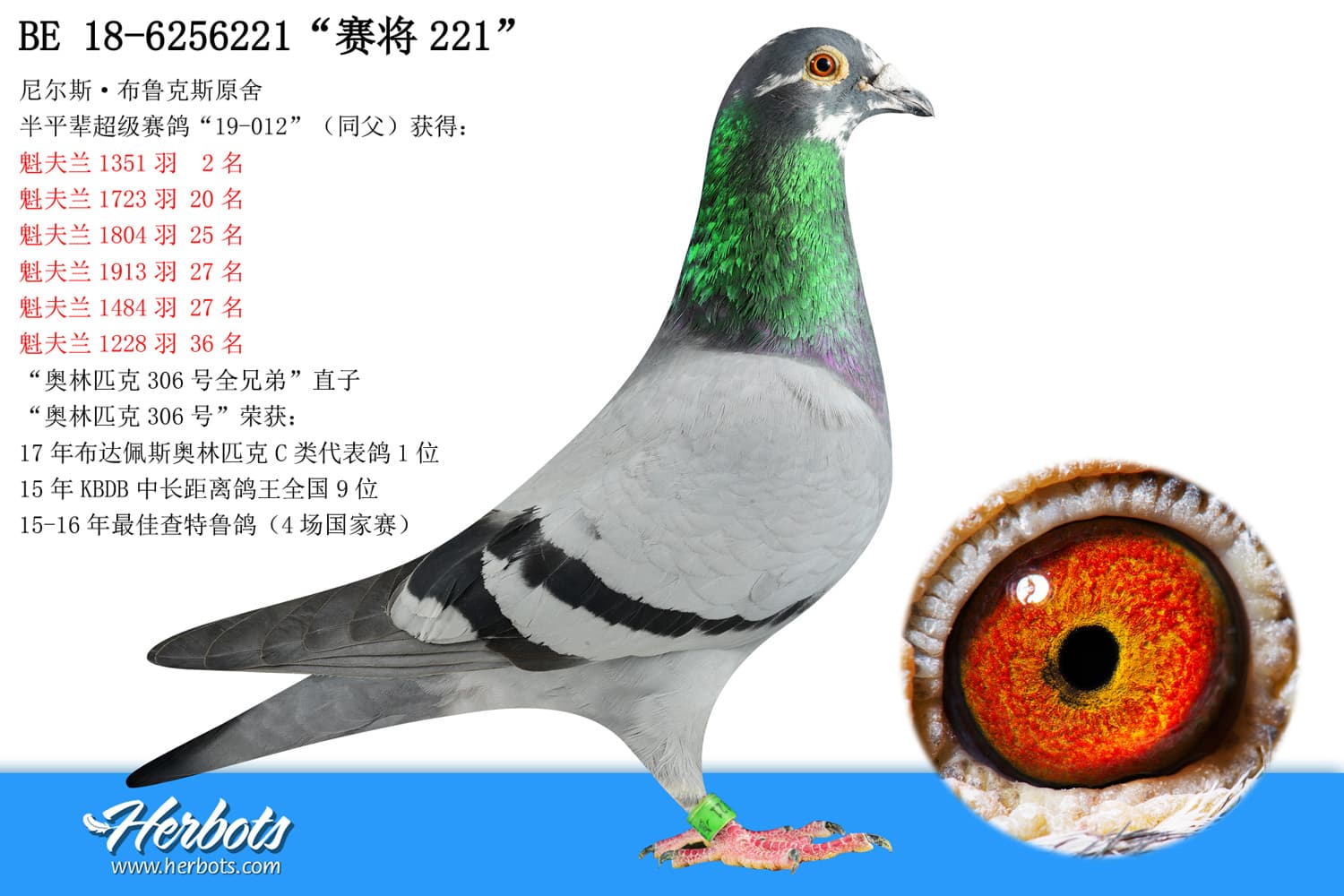 pigeon: undefined