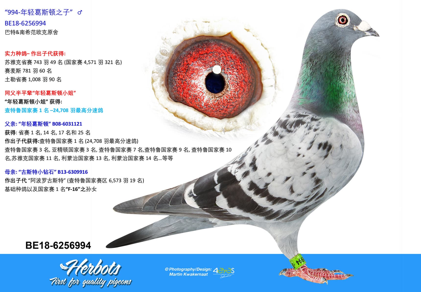 pigeon: undefined