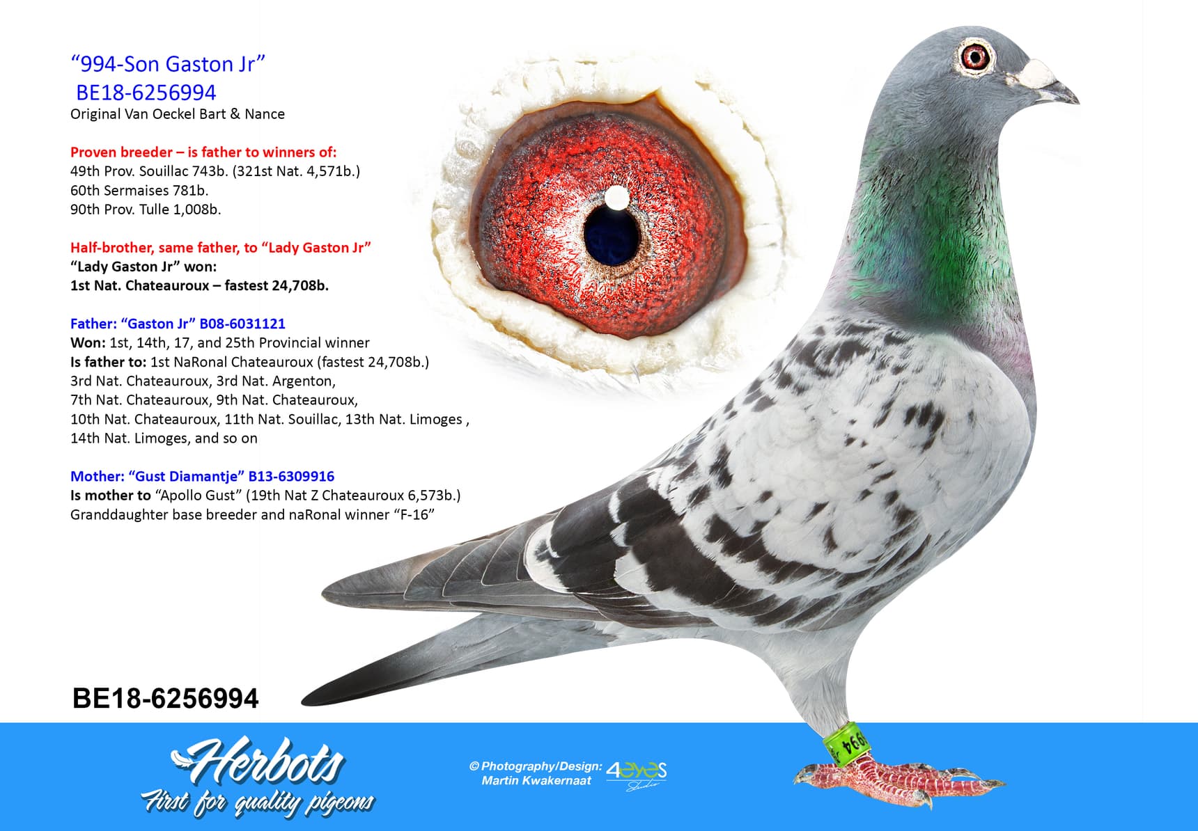 pigeon: undefined