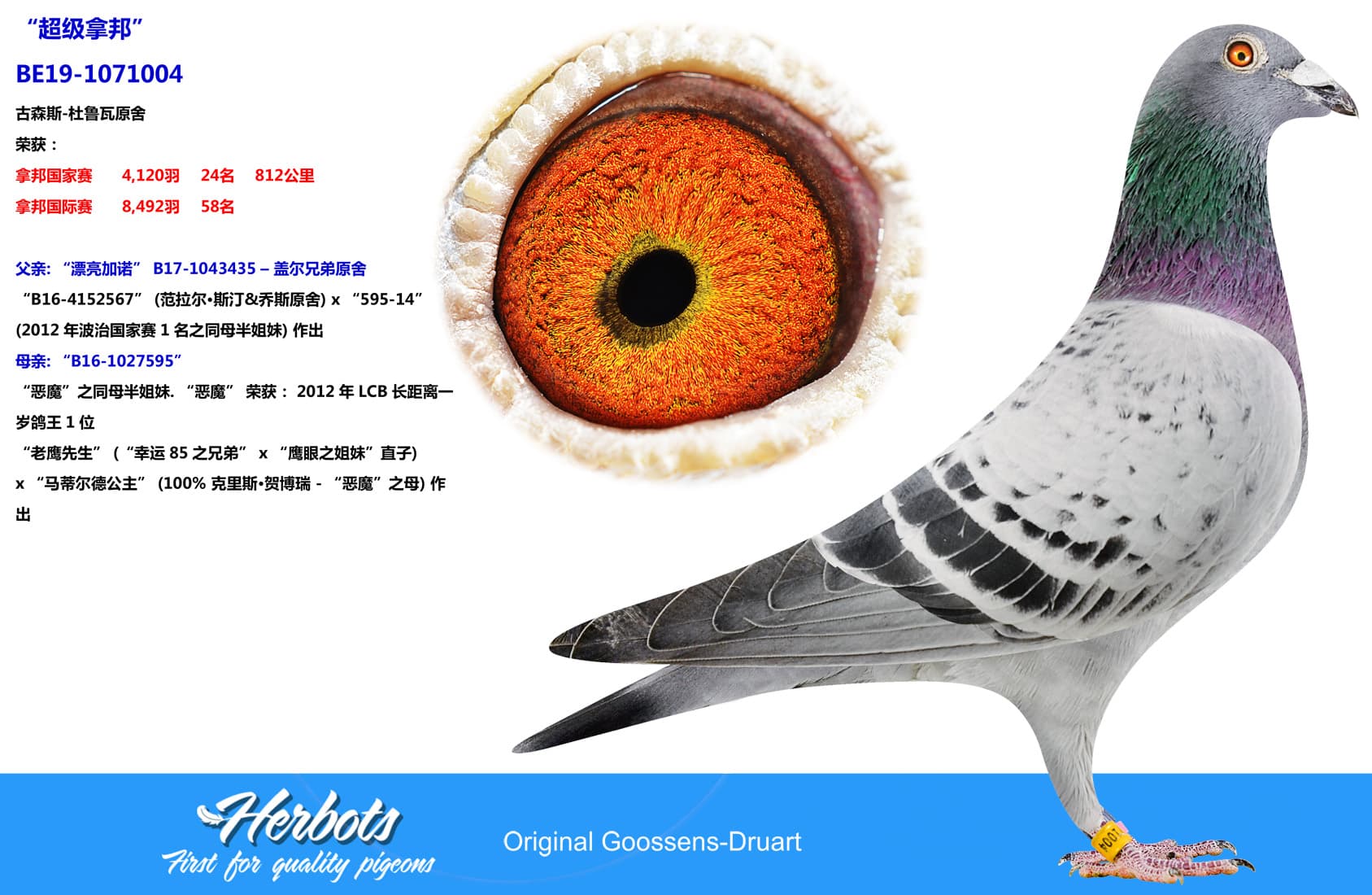 pigeon: “超级拿邦”