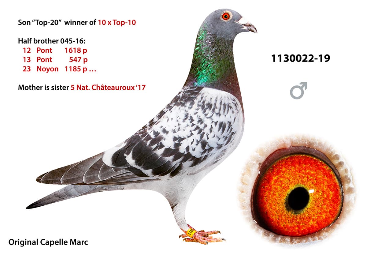 pigeon: undefined