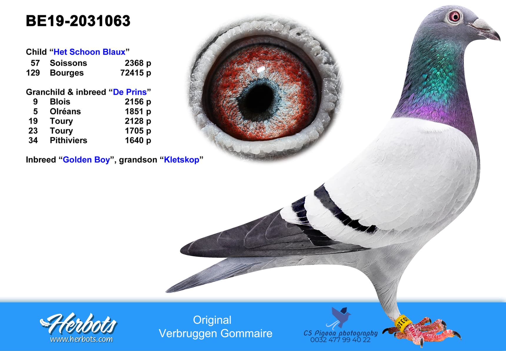 pigeon: undefined