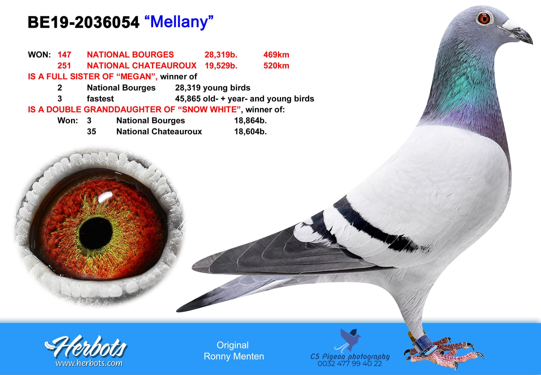 pigeon: undefined