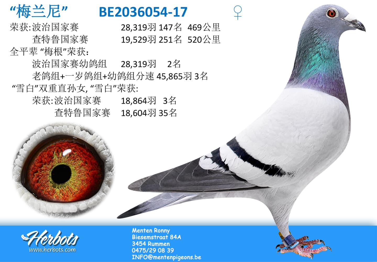 pigeon: “梅兰尼”