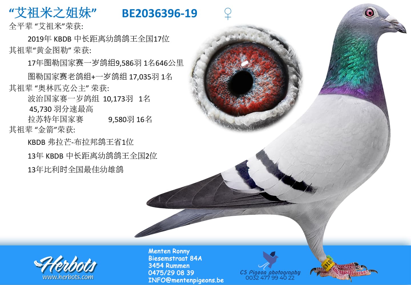 pigeon: “艾祖米之姐妹”