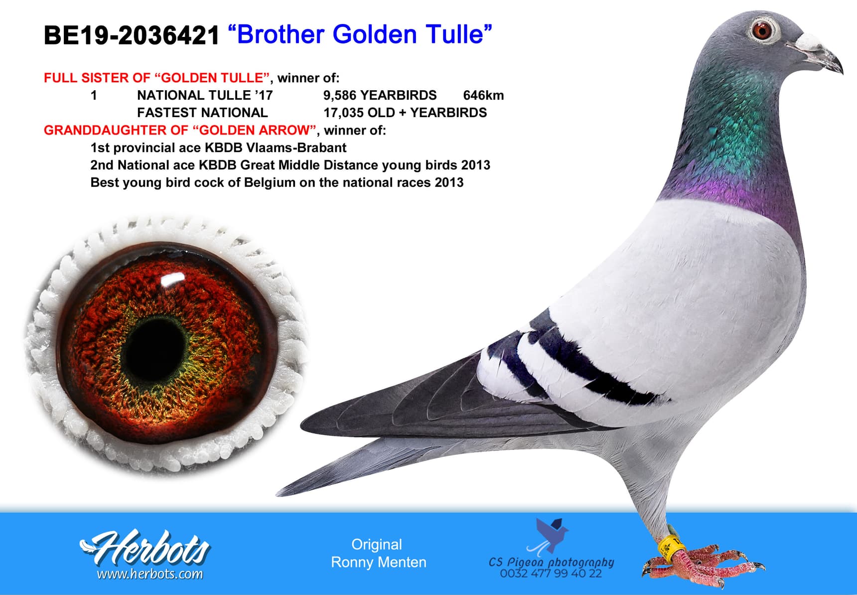 pigeon: undefined