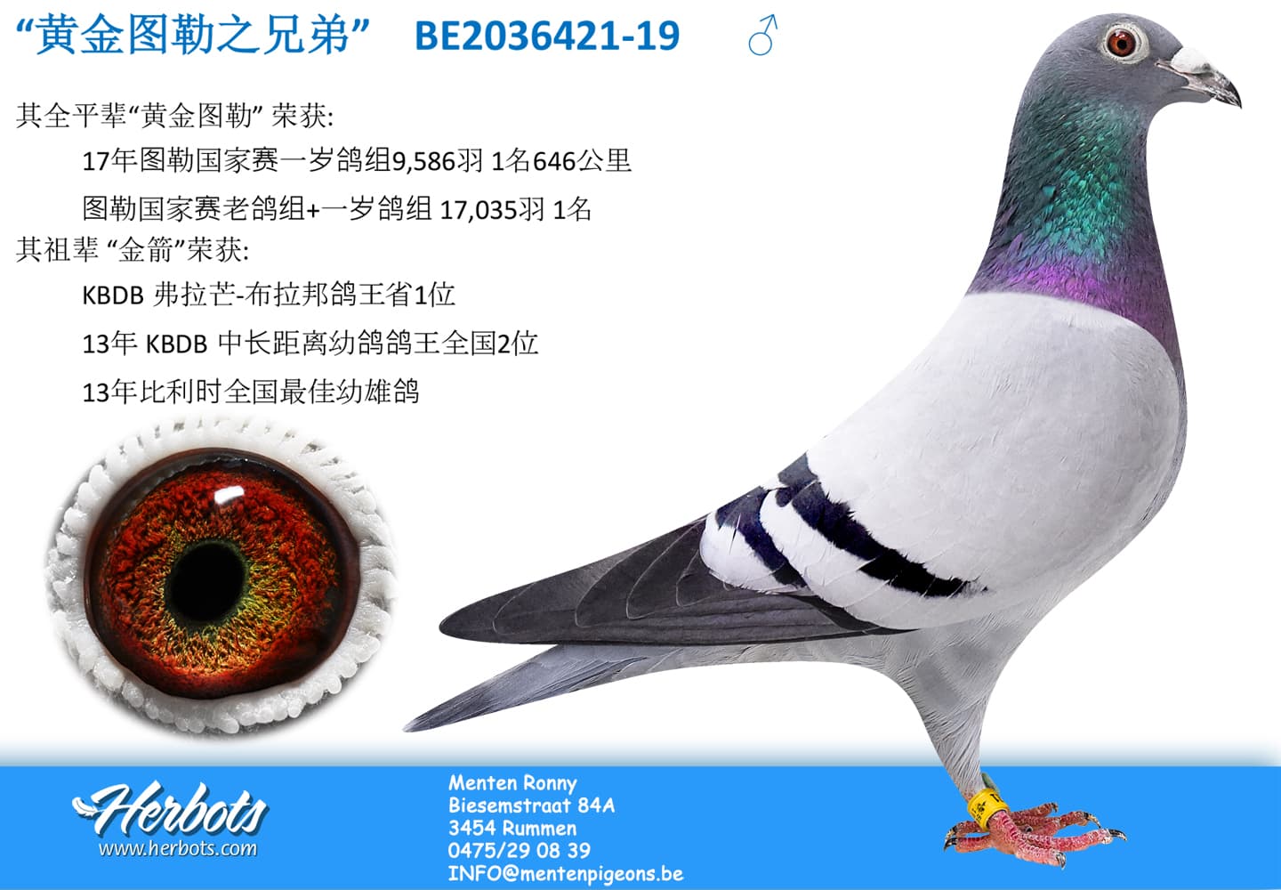 pigeon: “黄金图勒之兄弟”