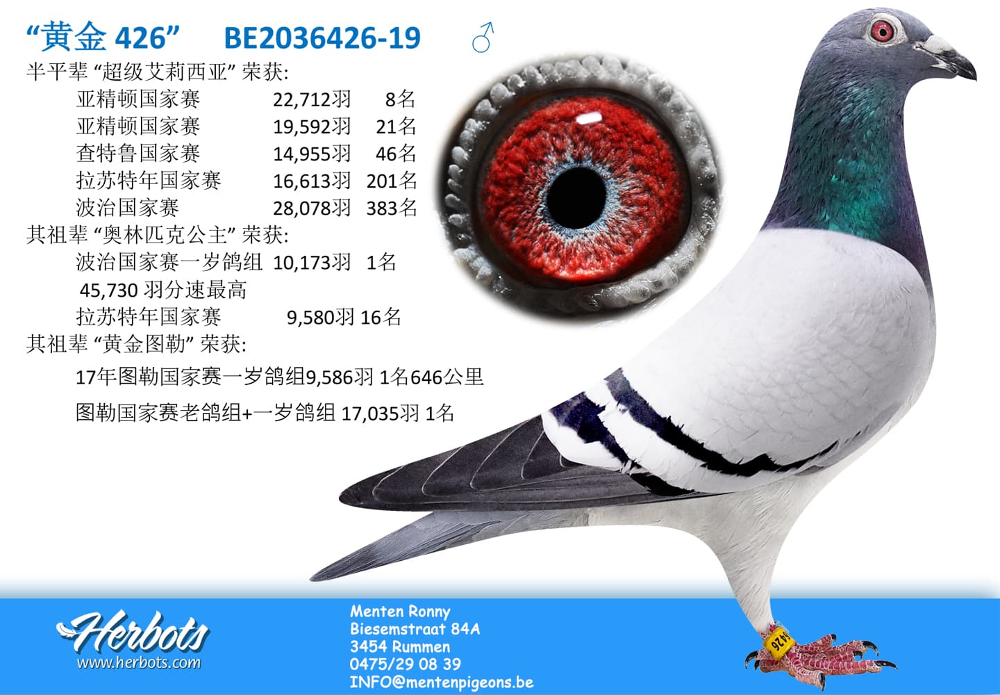 pigeon: “黄金 426”
