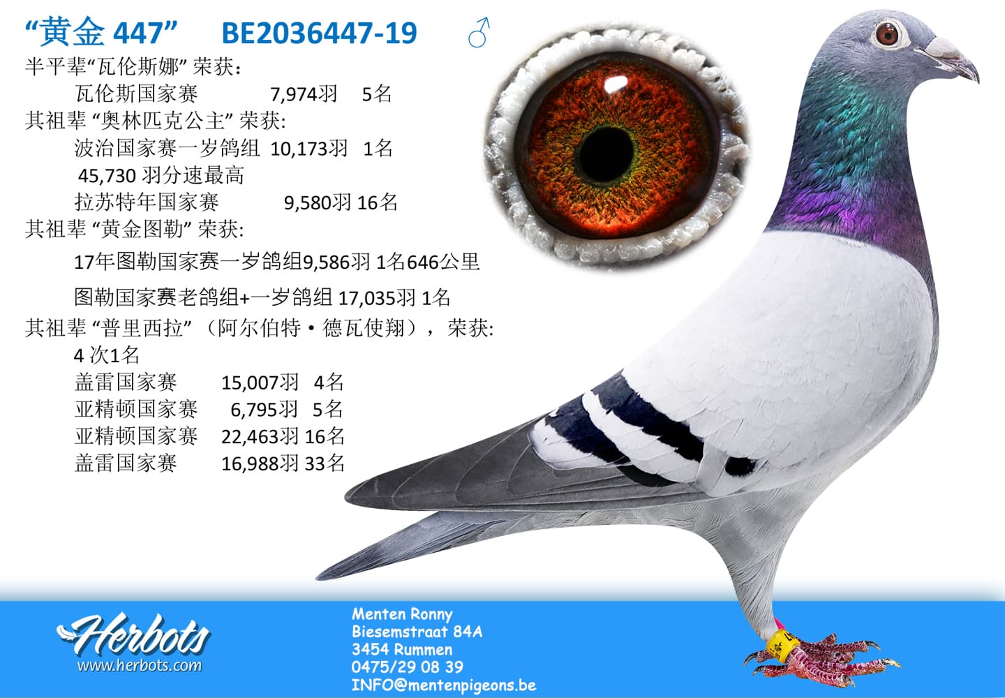 pigeon: “黄金 447”