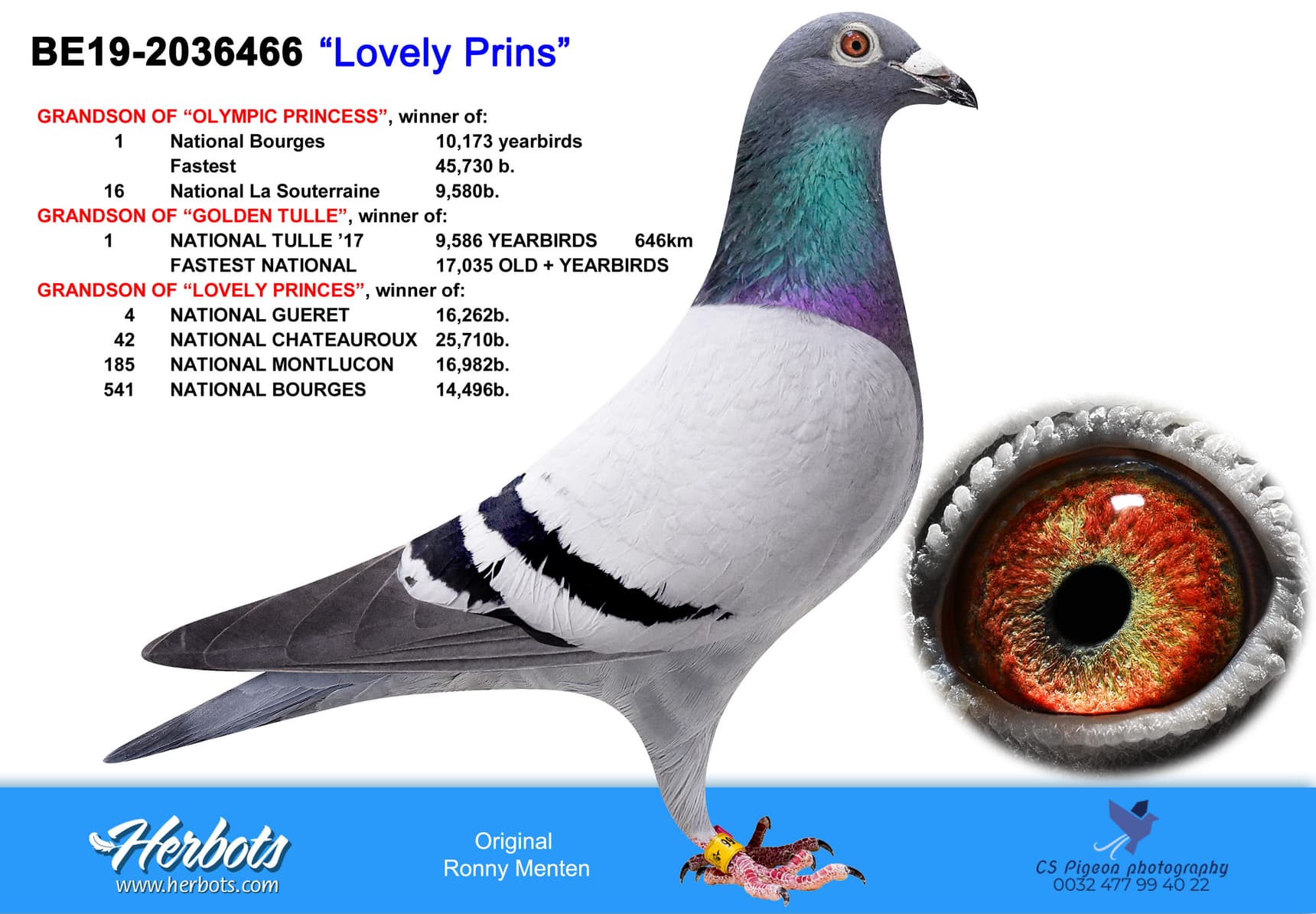 pigeon: undefined