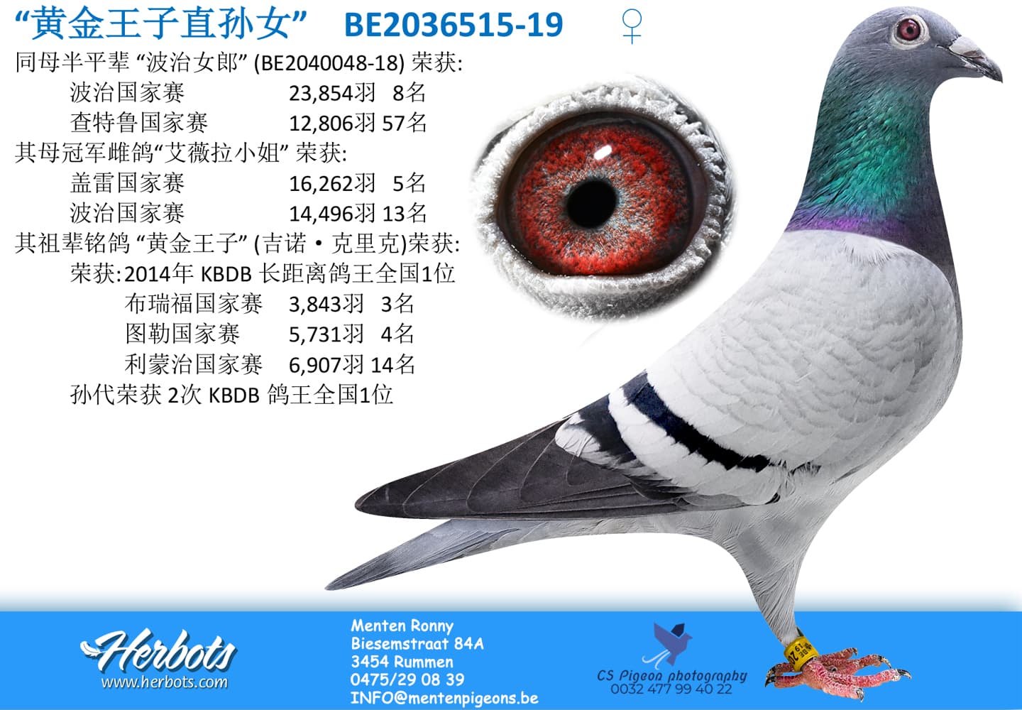 pigeon: “黄金王子直孙女”