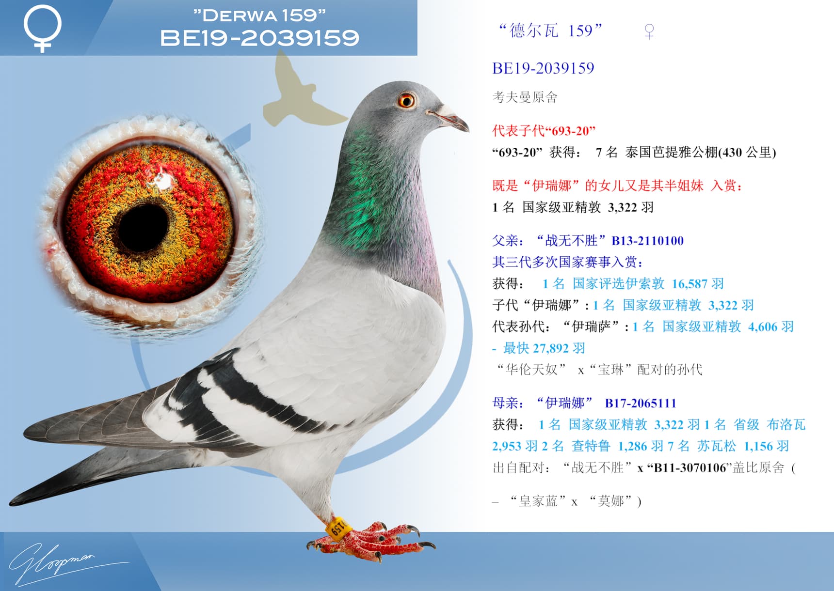pigeon: undefined