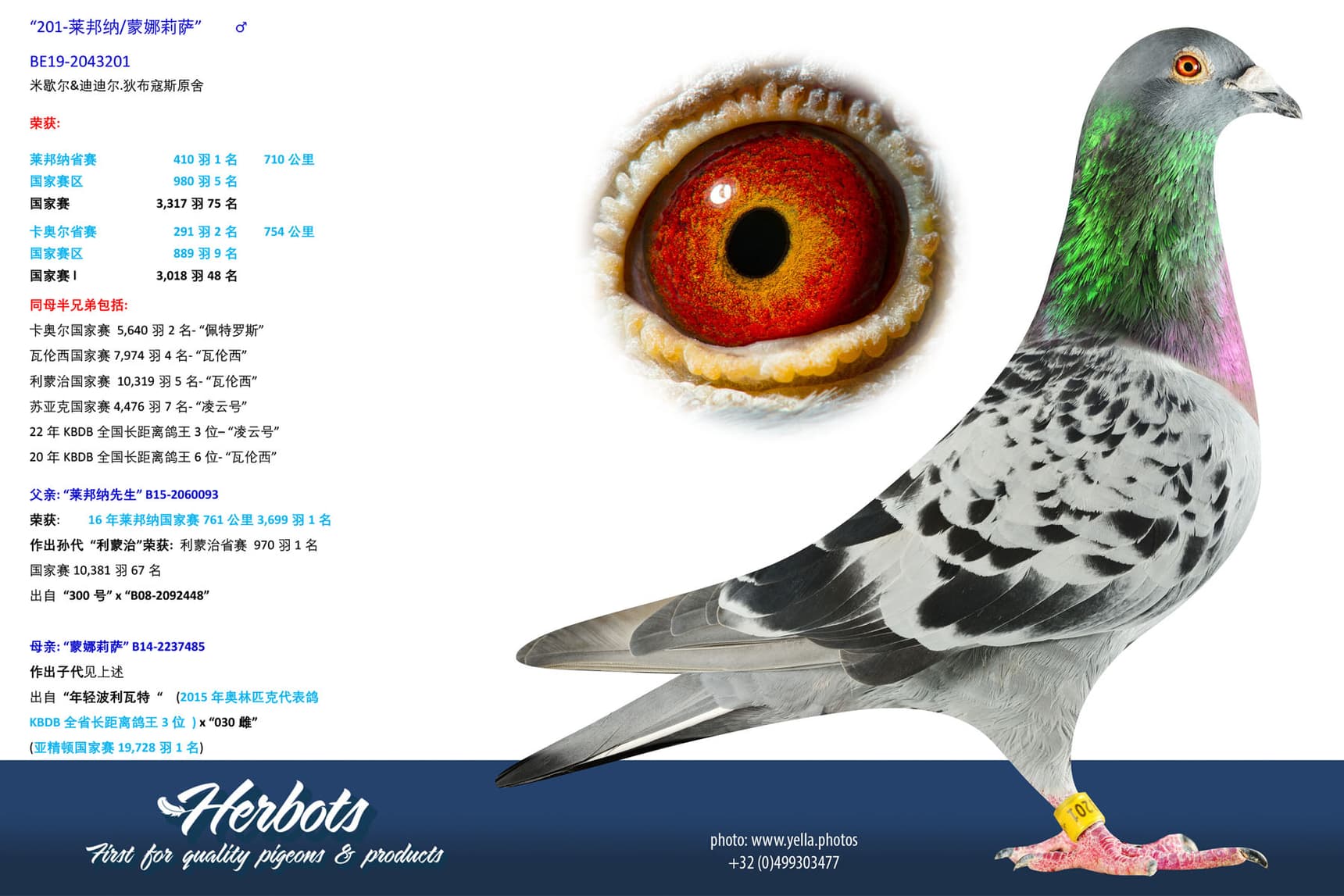 pigeon: undefined