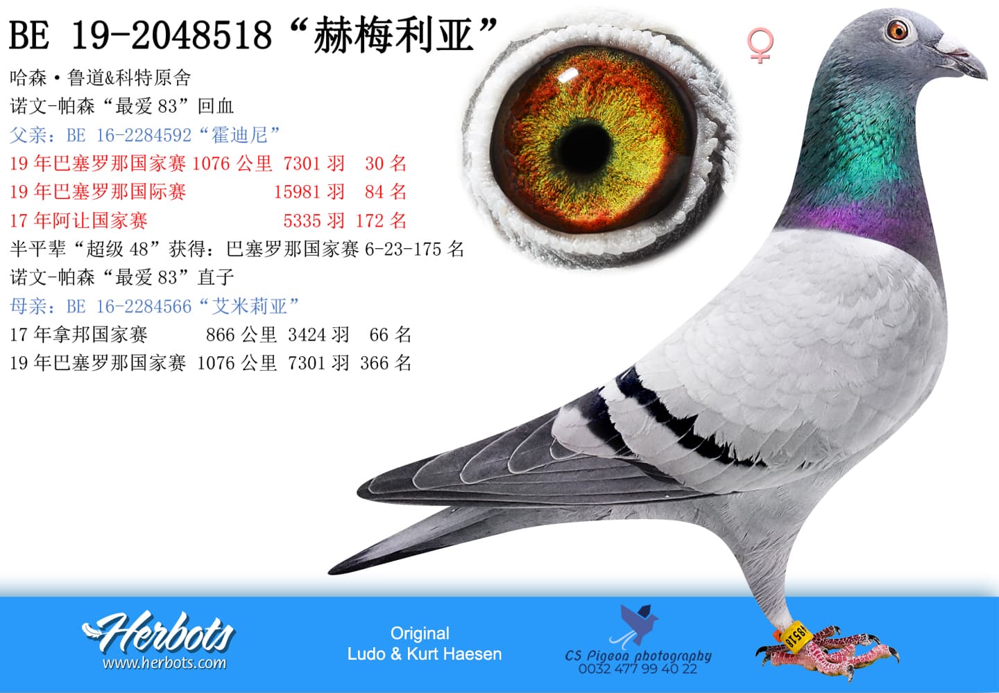 pigeon: “赫梅利亚”