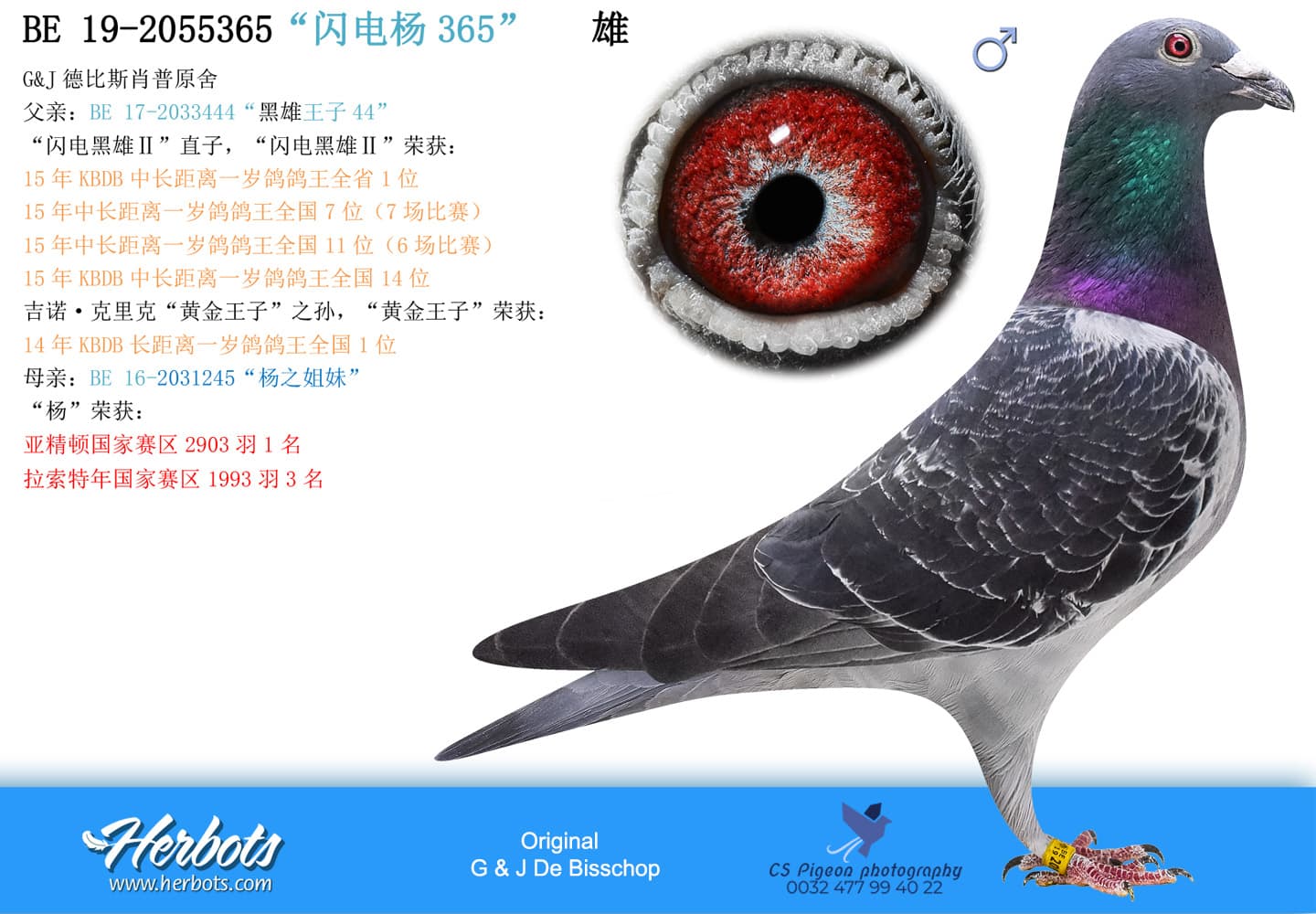 pigeon: undefined