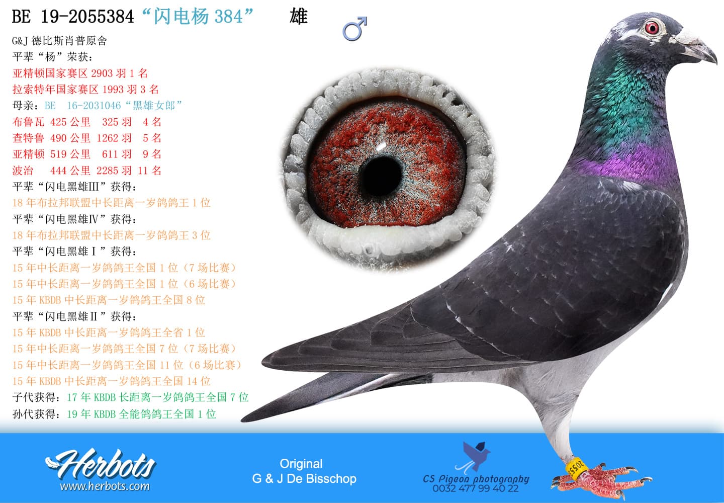 pigeon: undefined