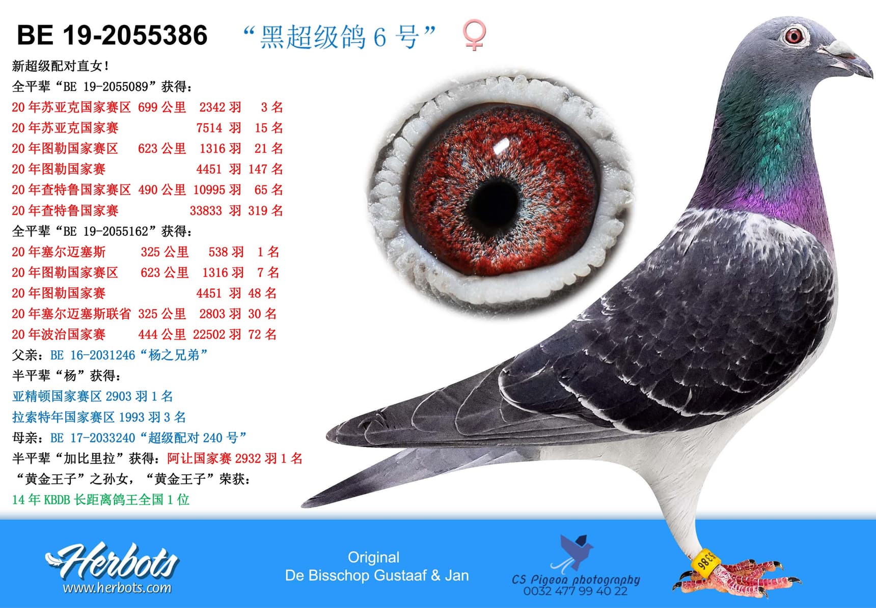 pigeon: undefined