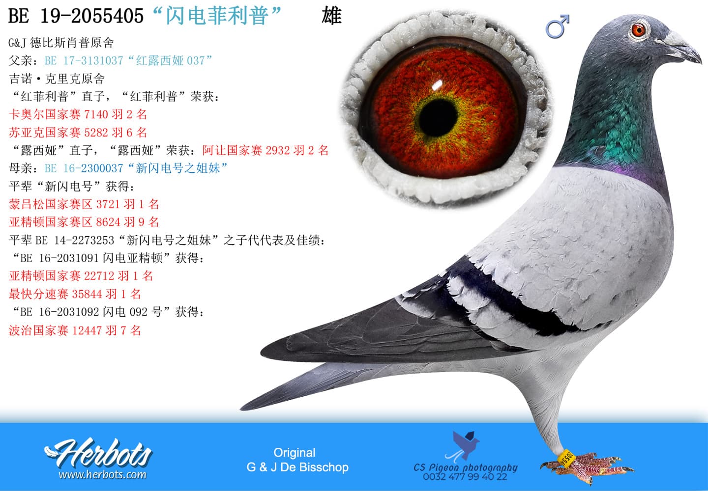 pigeon: “闪电菲利普”