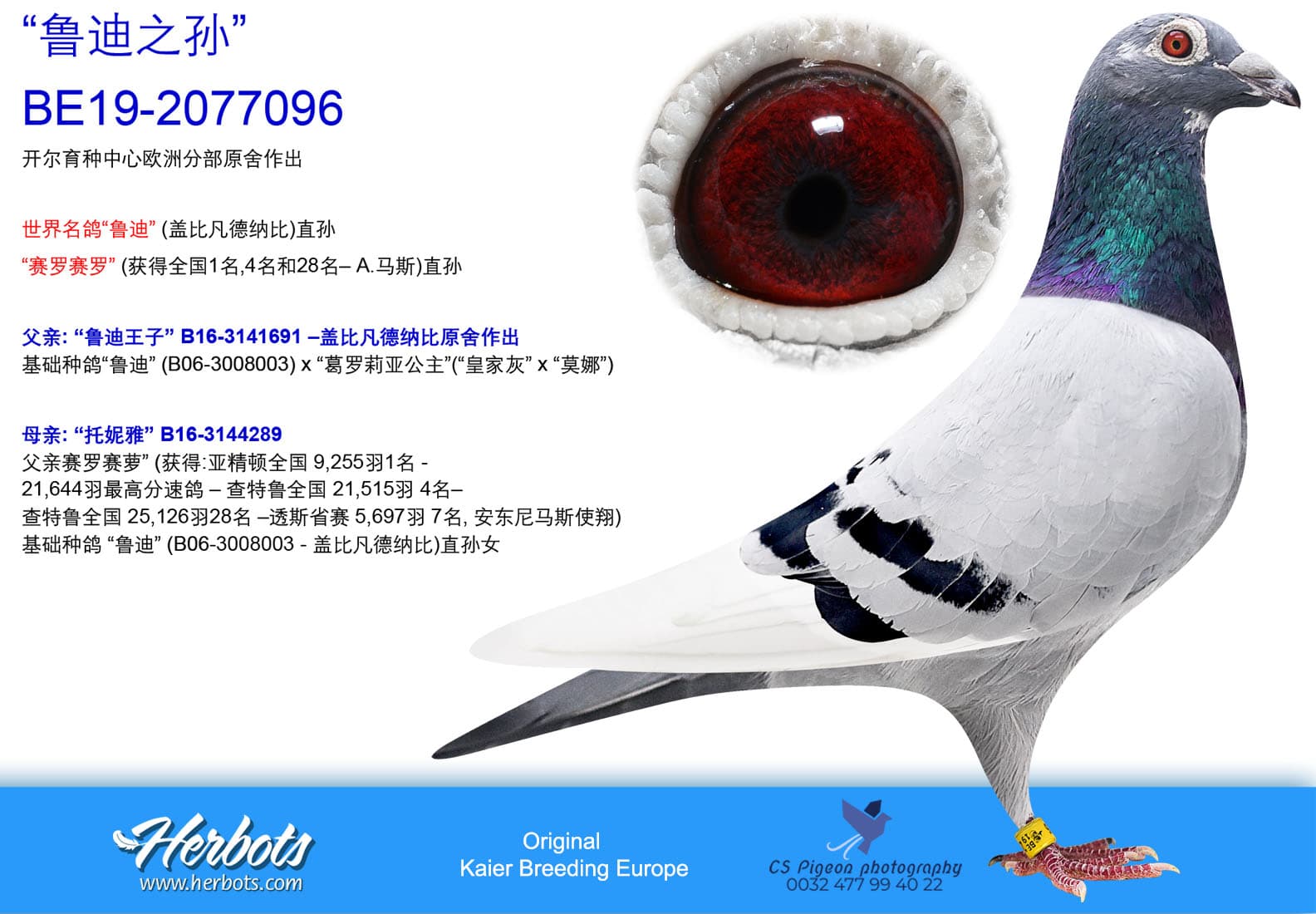 pigeon: undefined