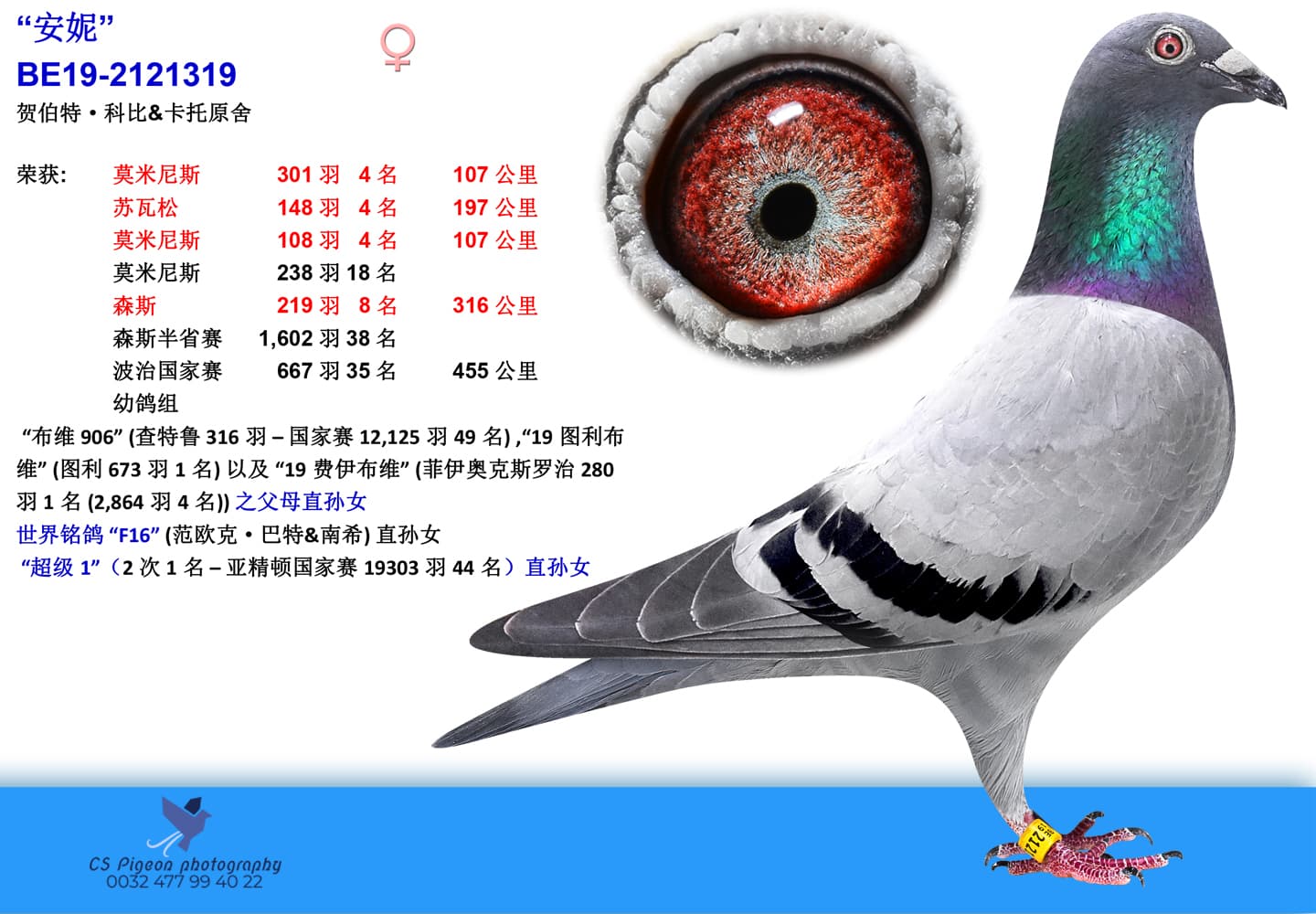 pigeon: “安妮”