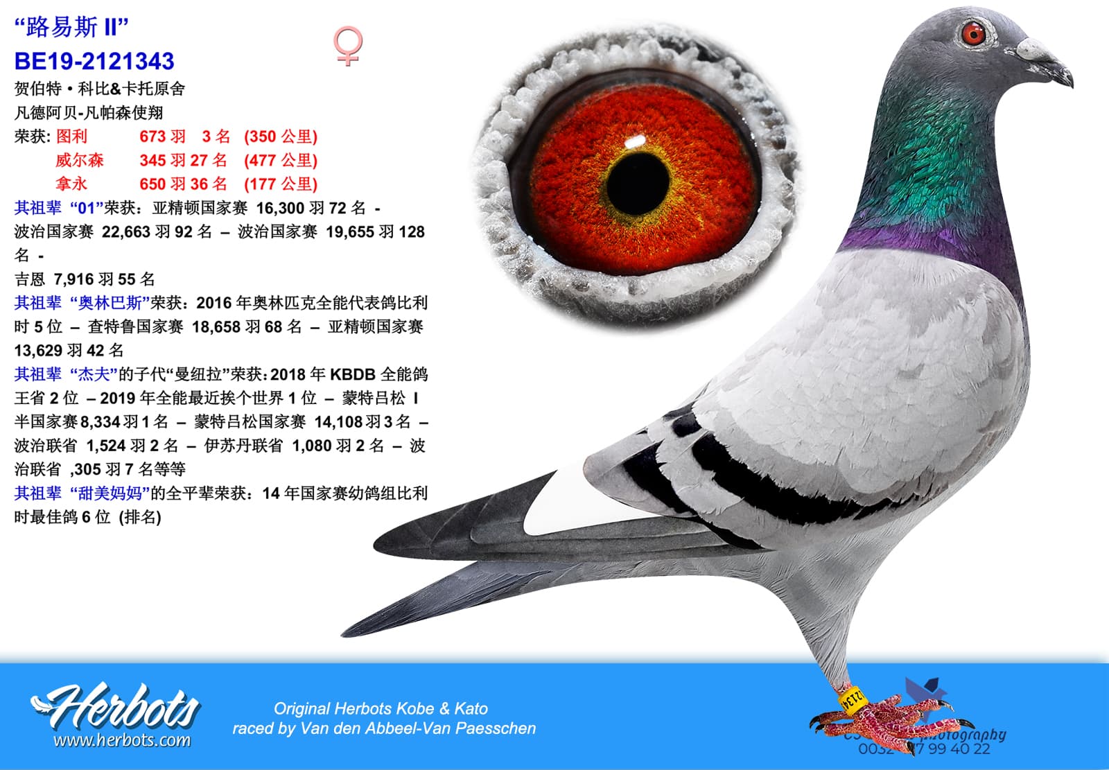 pigeon: “Louis II”