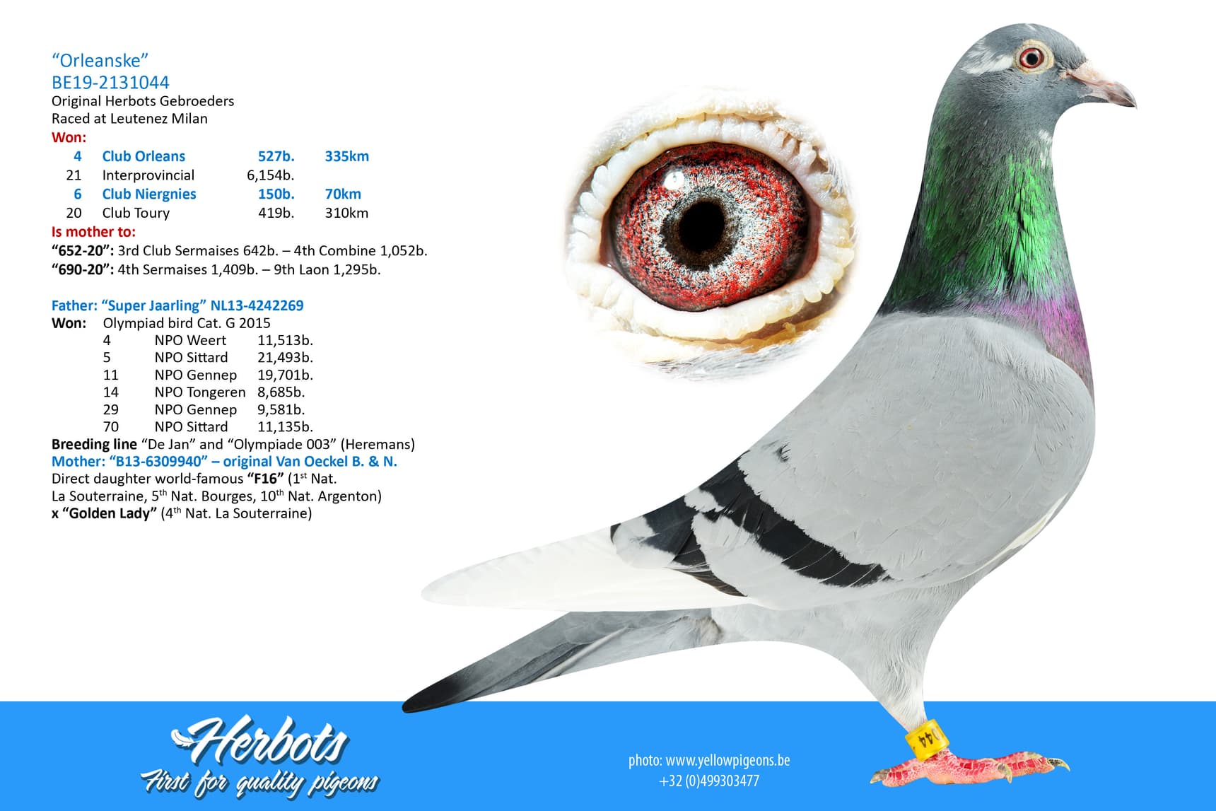 pigeon: undefined