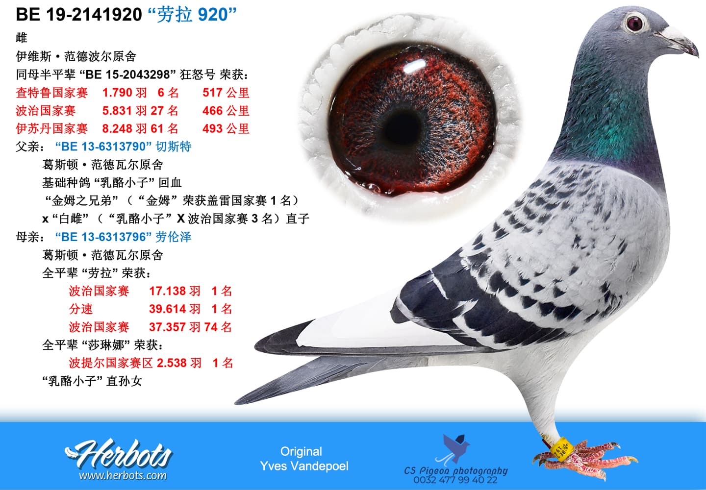 pigeon: undefined